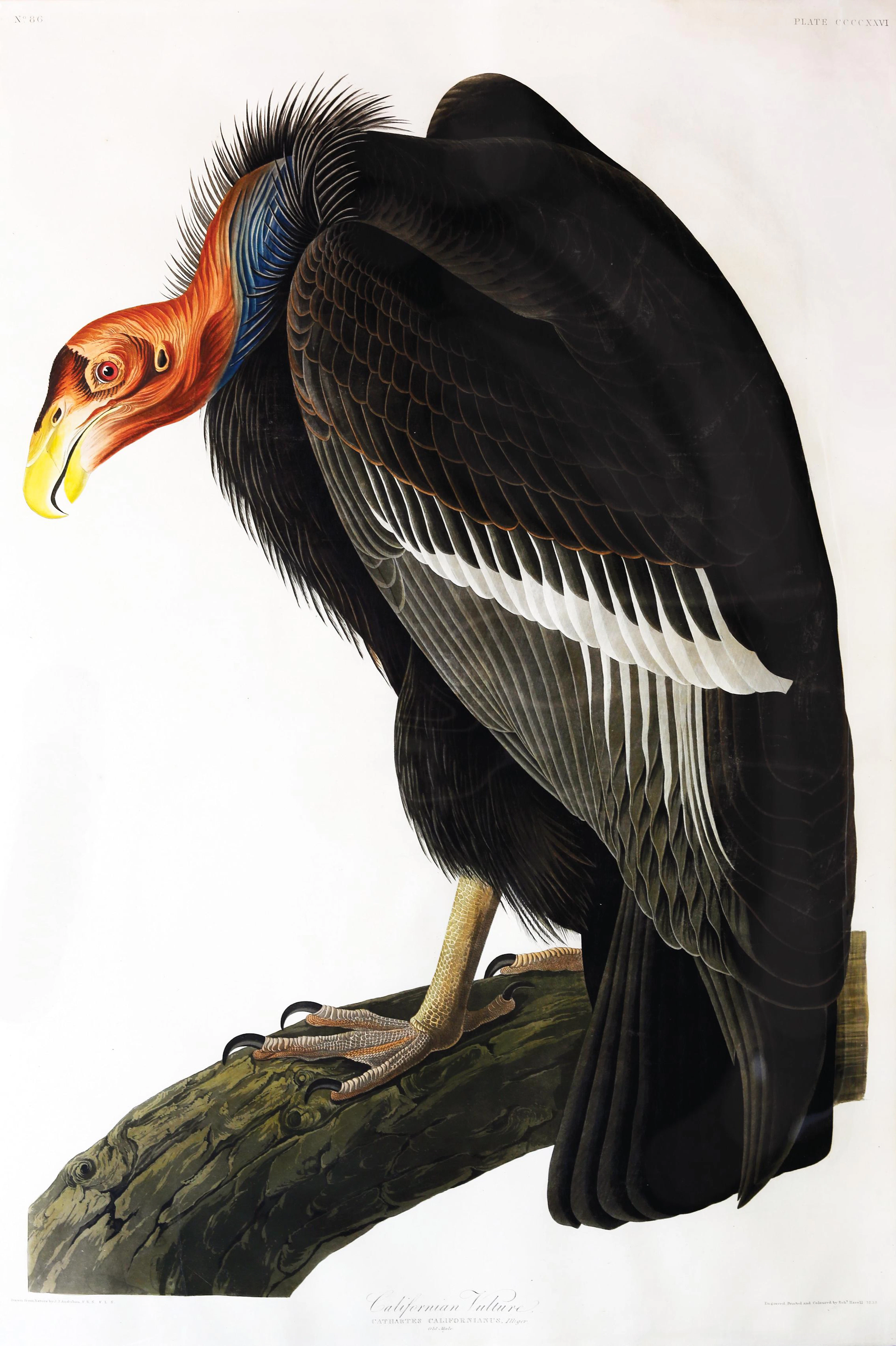Audubon Aquatint, California Vulture