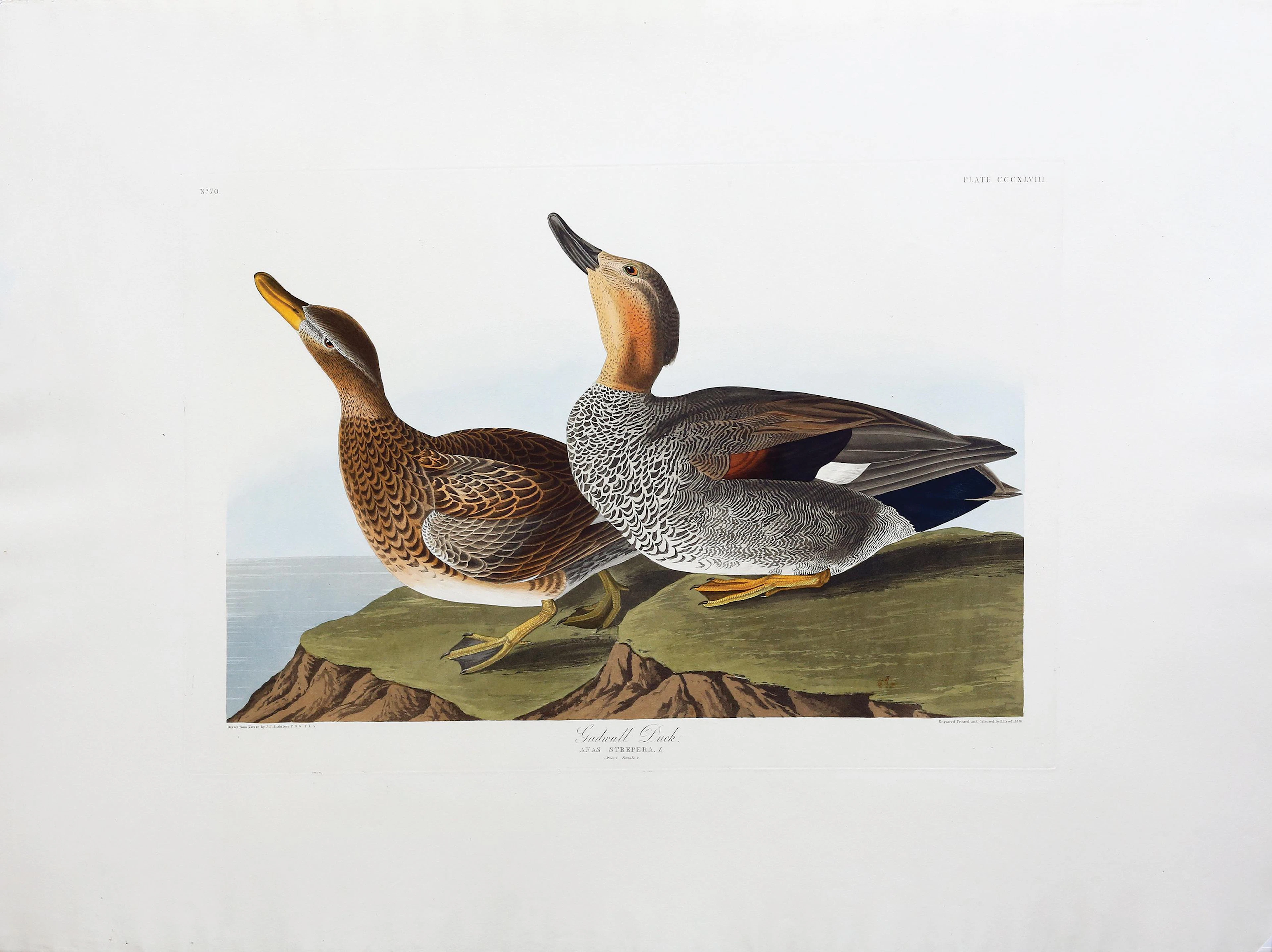 Audubon Aquatint, Gadwall Duck