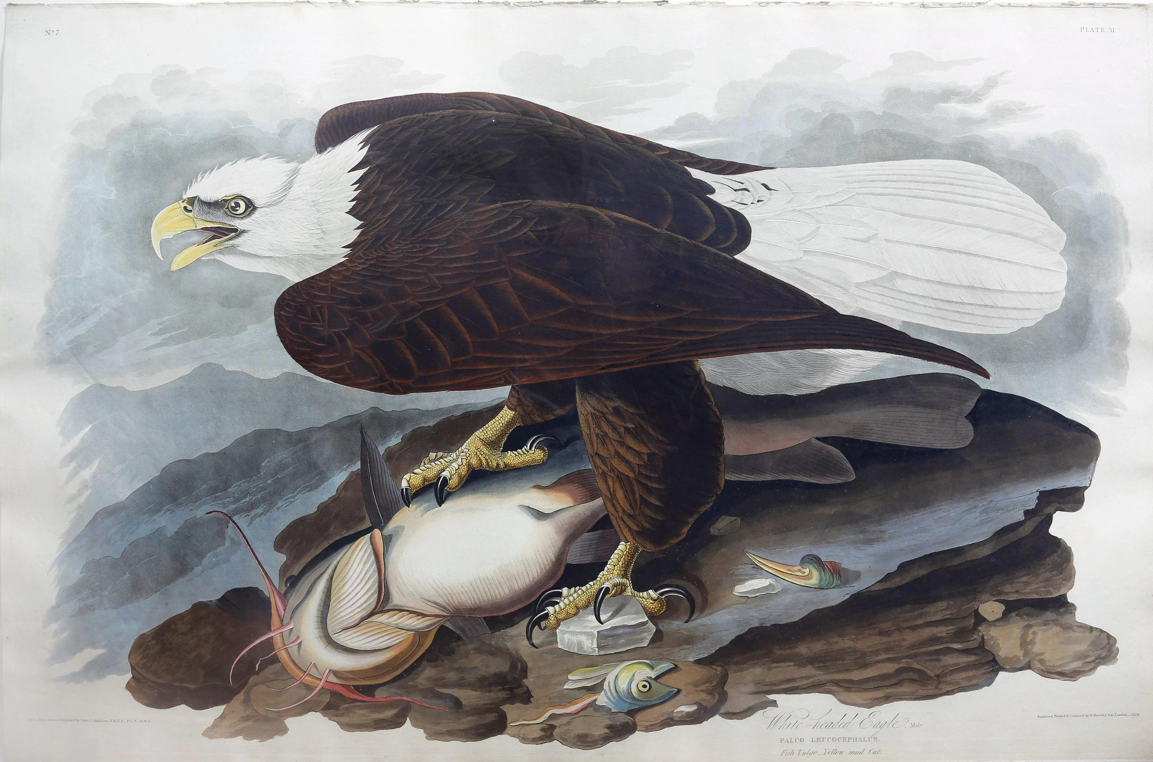 Audubon Aquatint, White-Headed Eagle