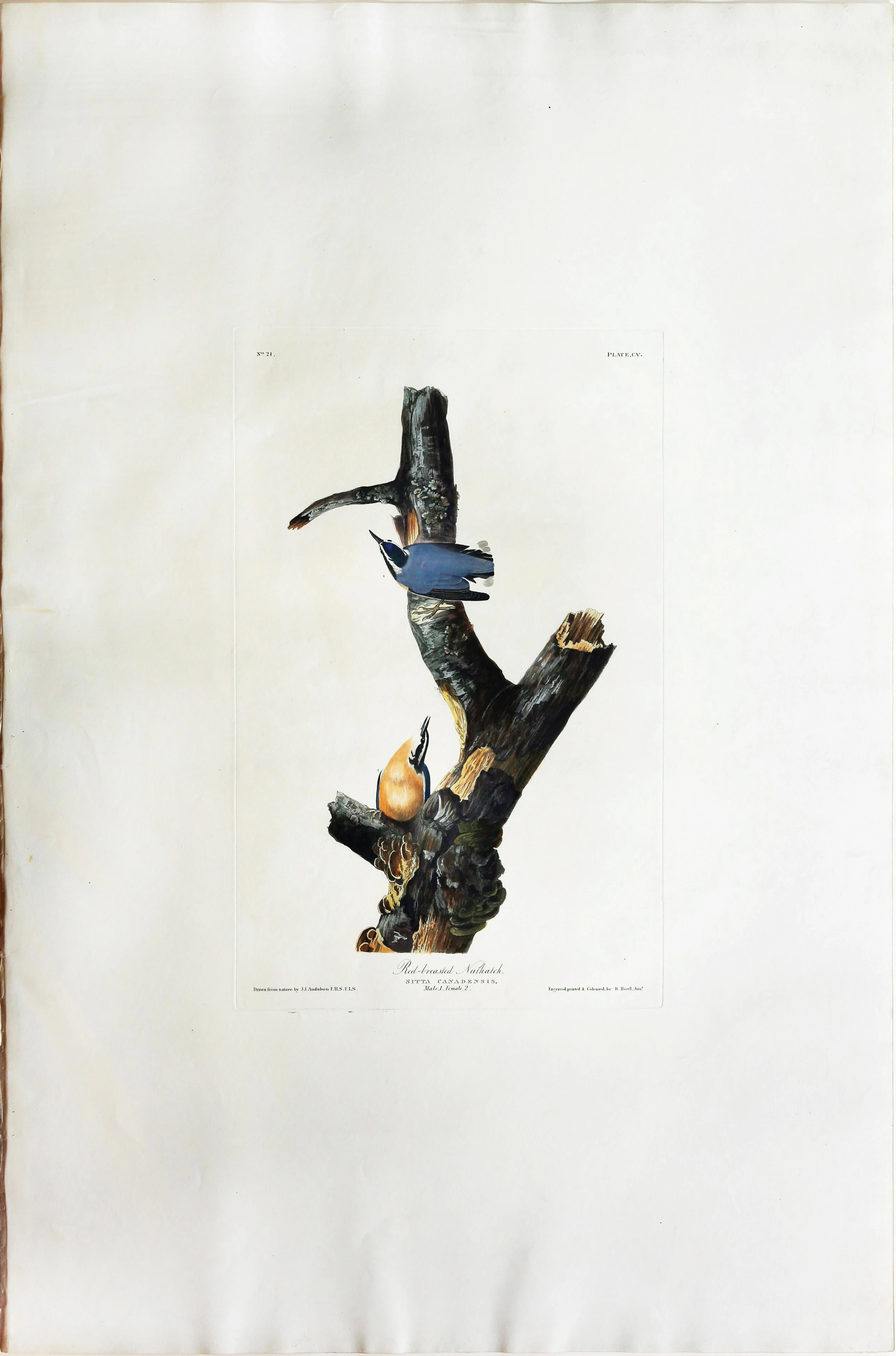 Audubon Aquatint, Red Breasted Nuthatch