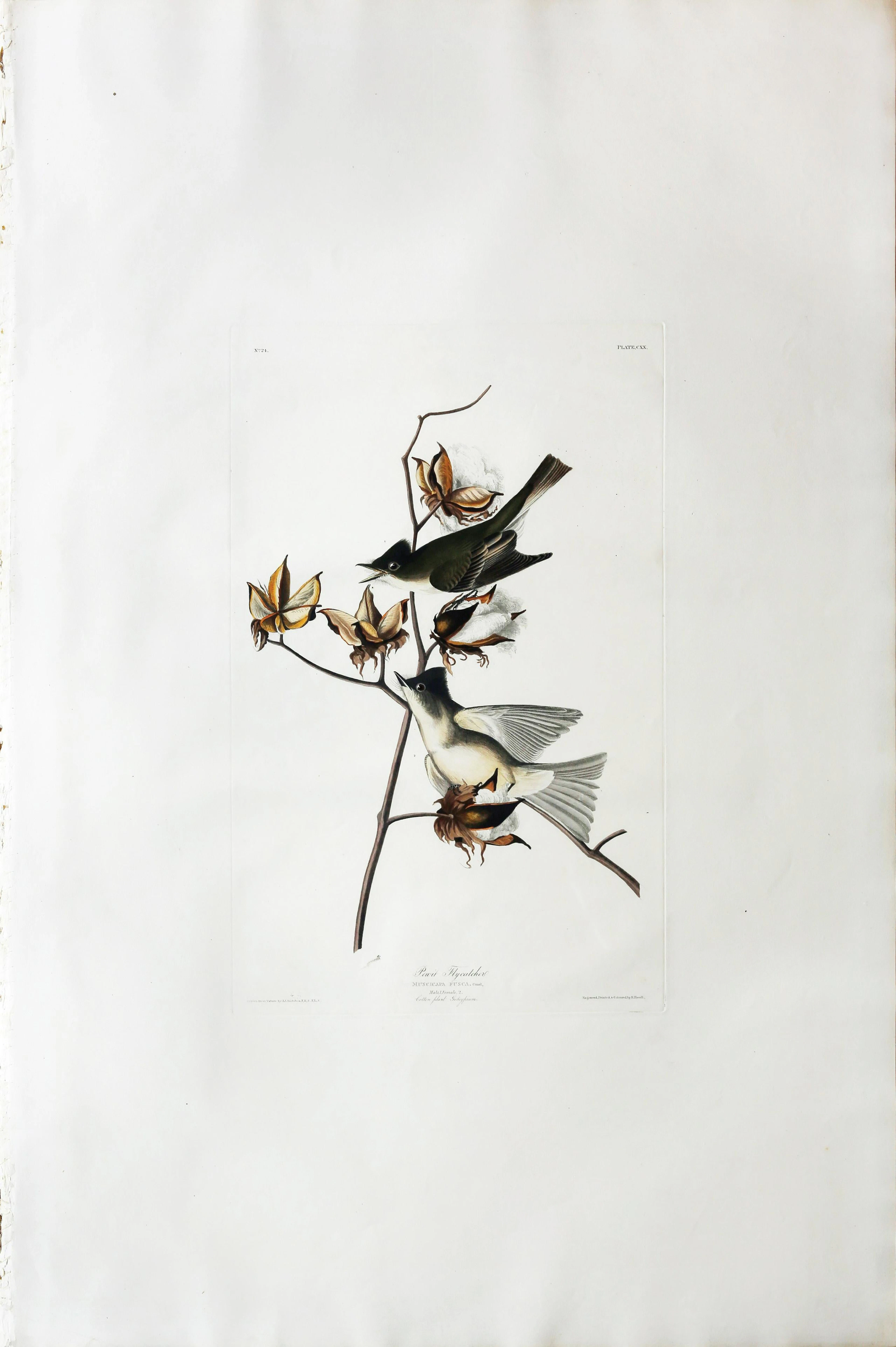 Audubon Aquatint, Pewee or Pewit Flycatcher
