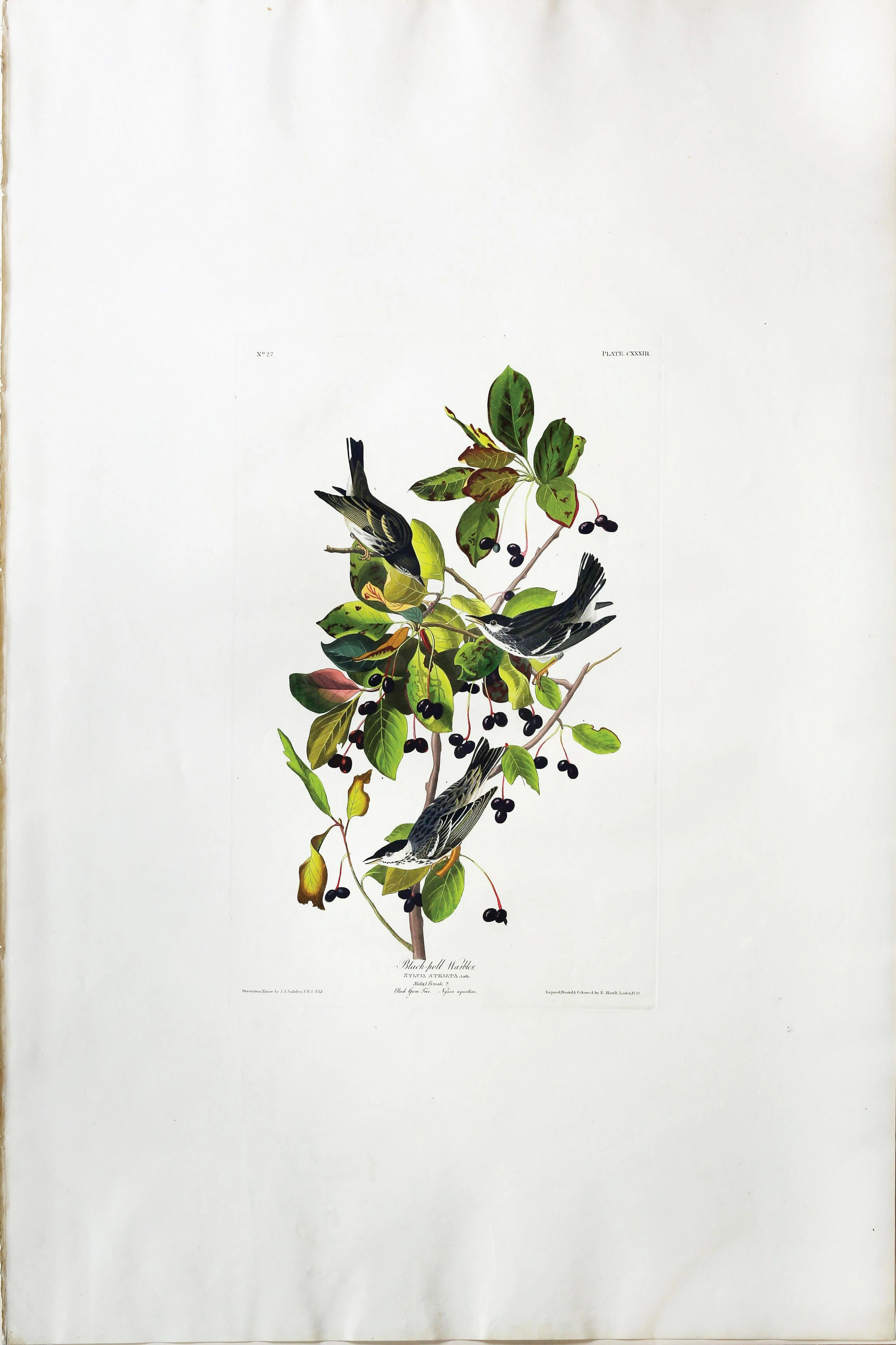 Audubon Aquatint, Black-poll Warbler