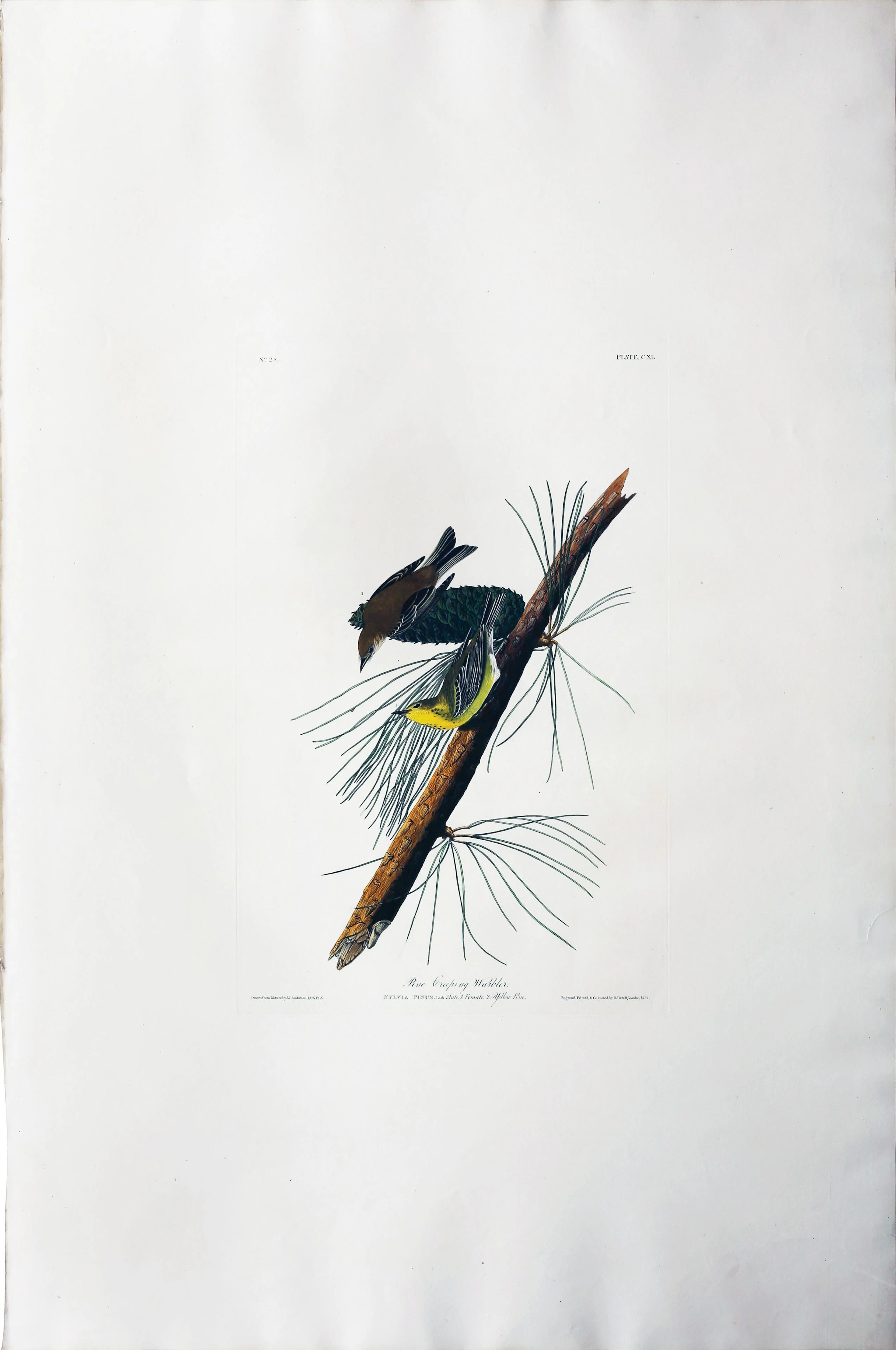 Audubon Aquatint, Pine Creeping Warbler