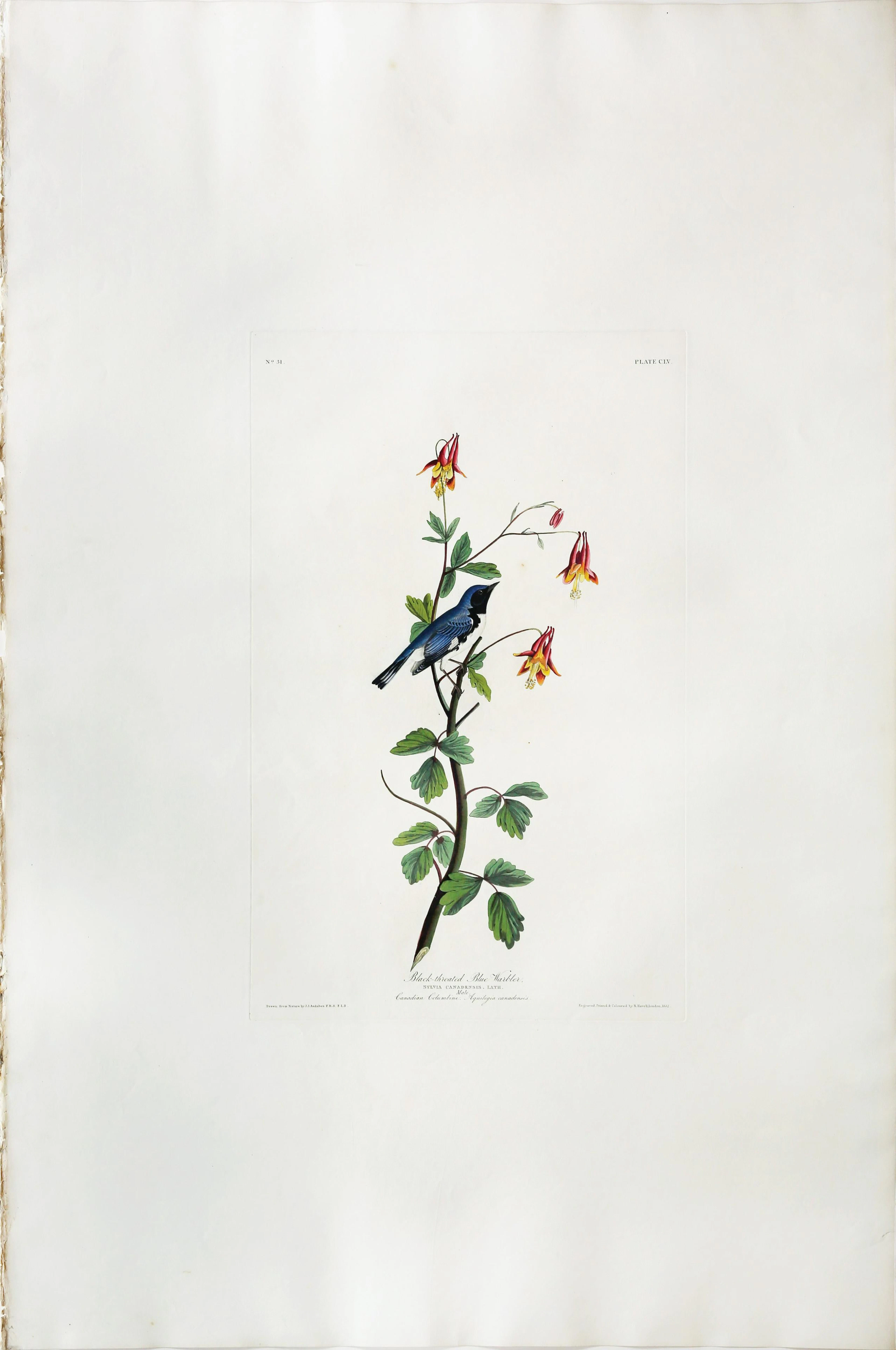 Audubon Aquatint, Black-Throated Blue Warbler