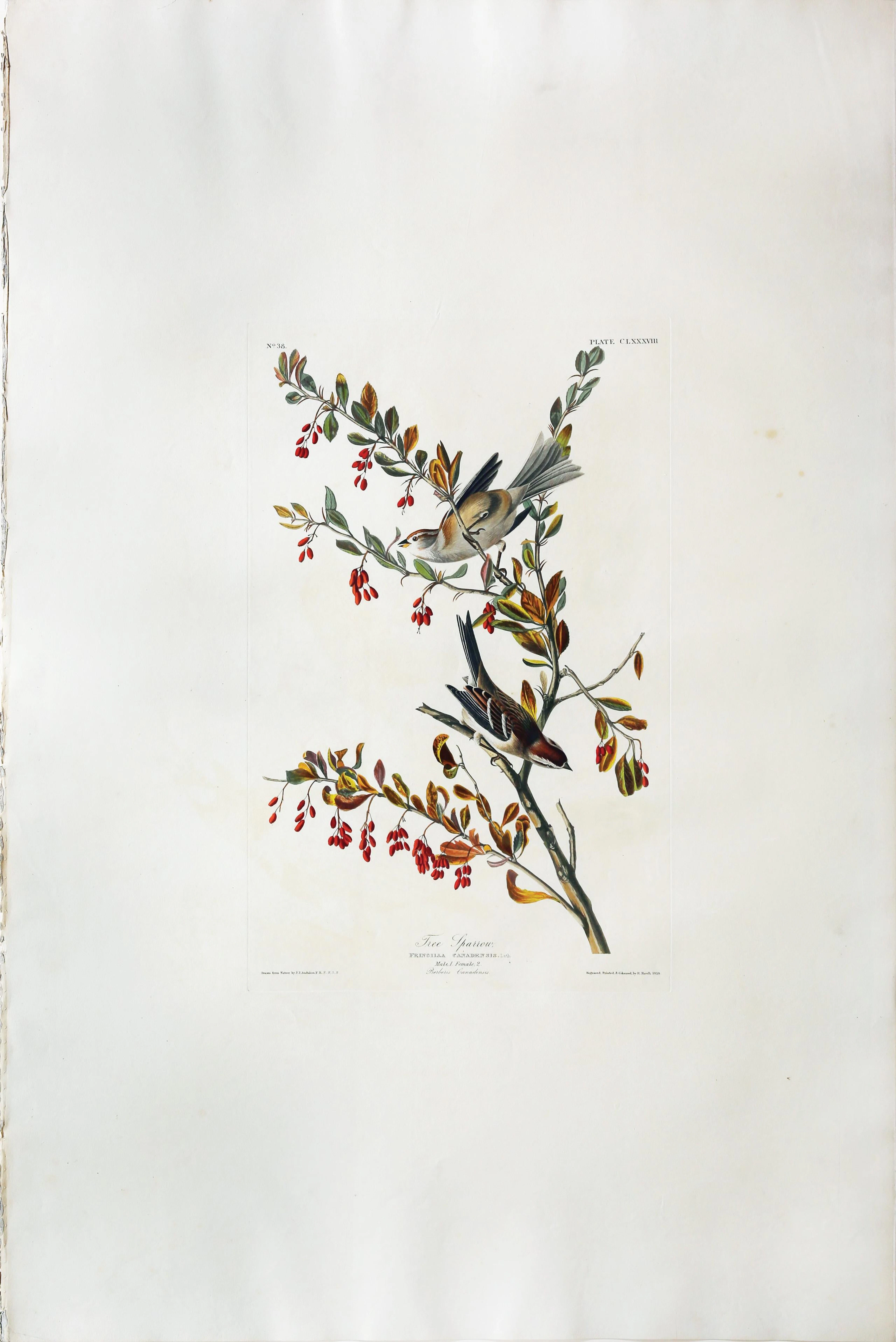 Audubon Aquatint, Tree Sparrow