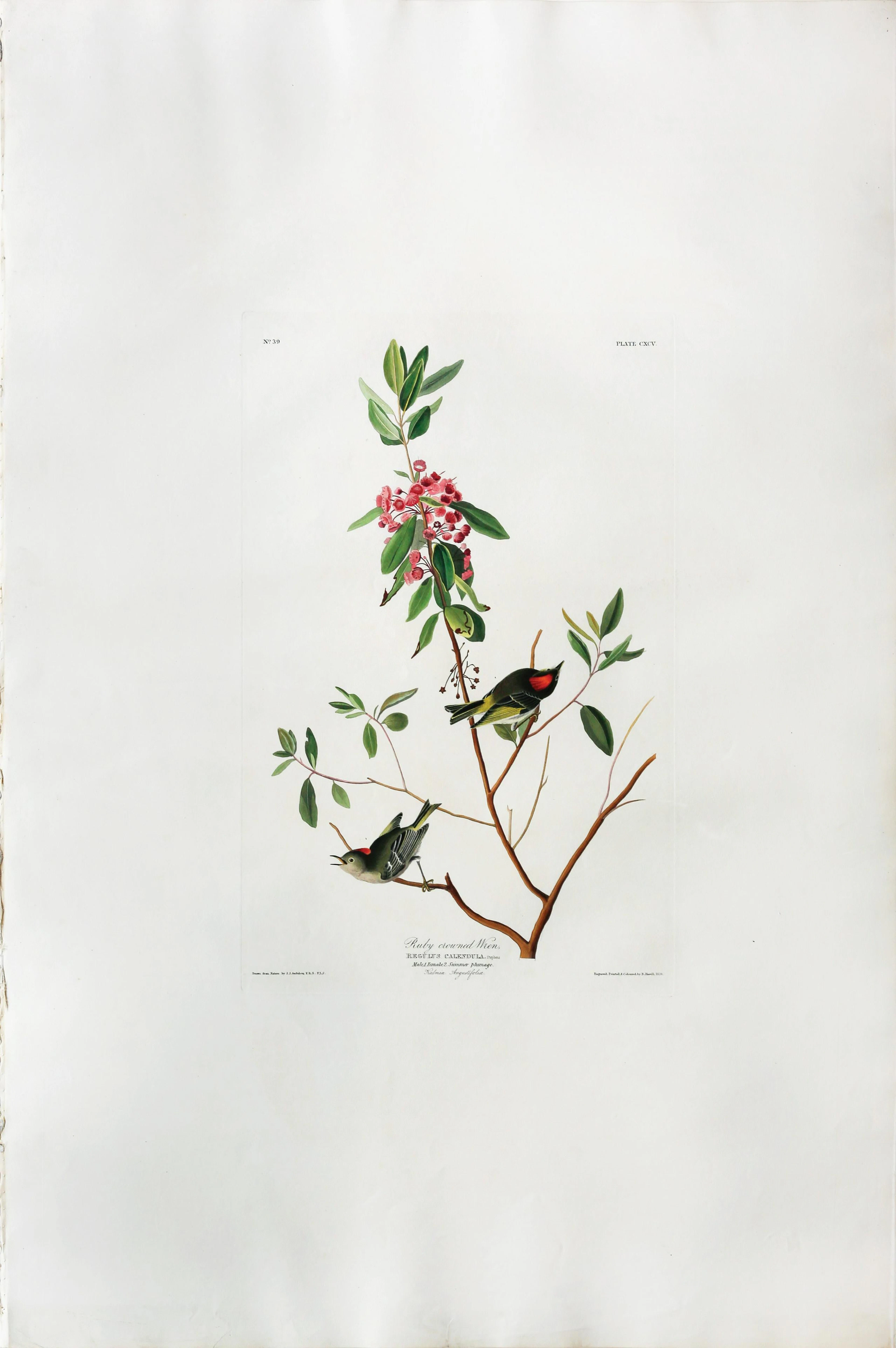 Audubon Aquatint, Ruby Crowned Wren