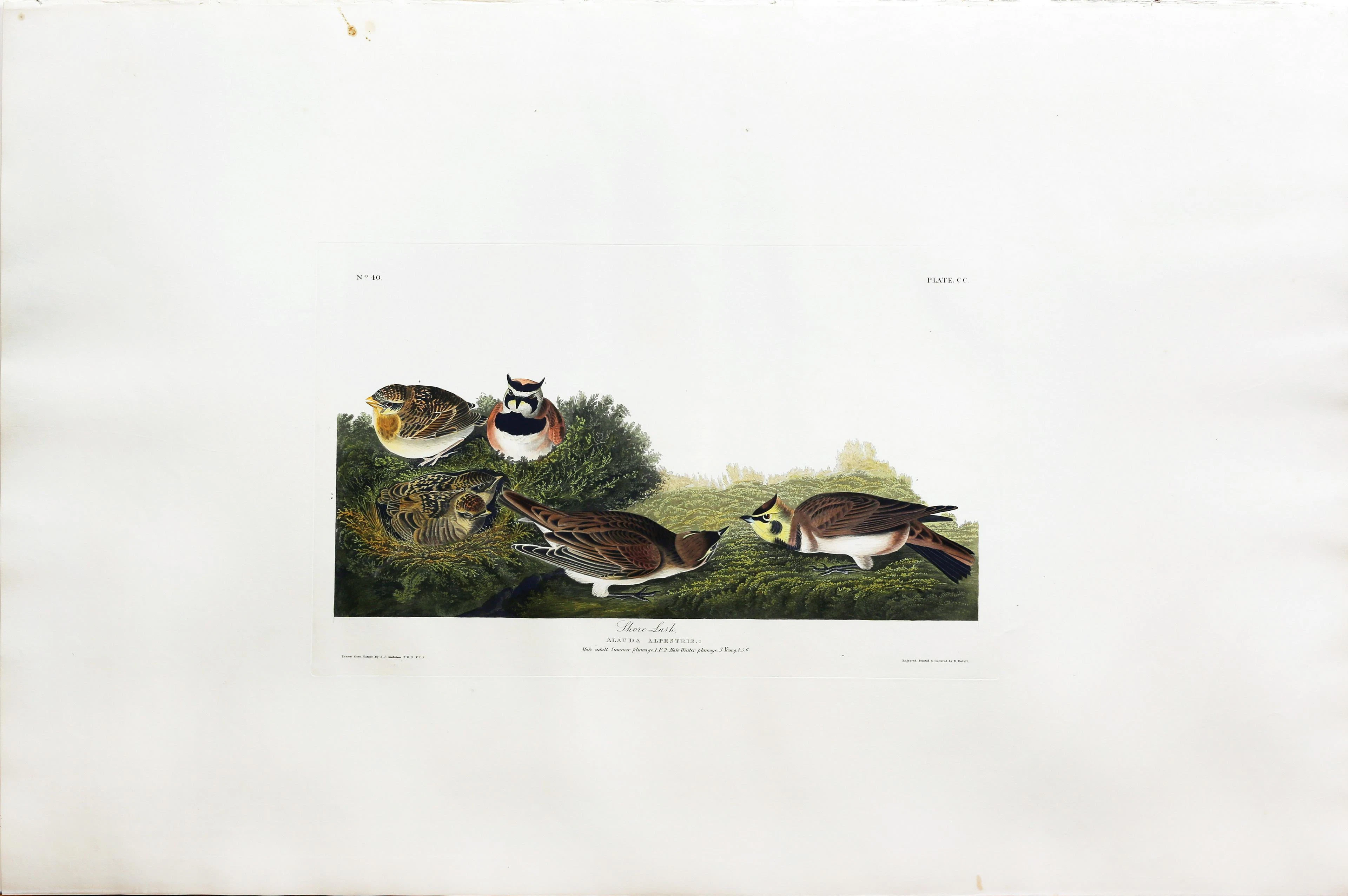 Audubon Aquatint, Shore Lark