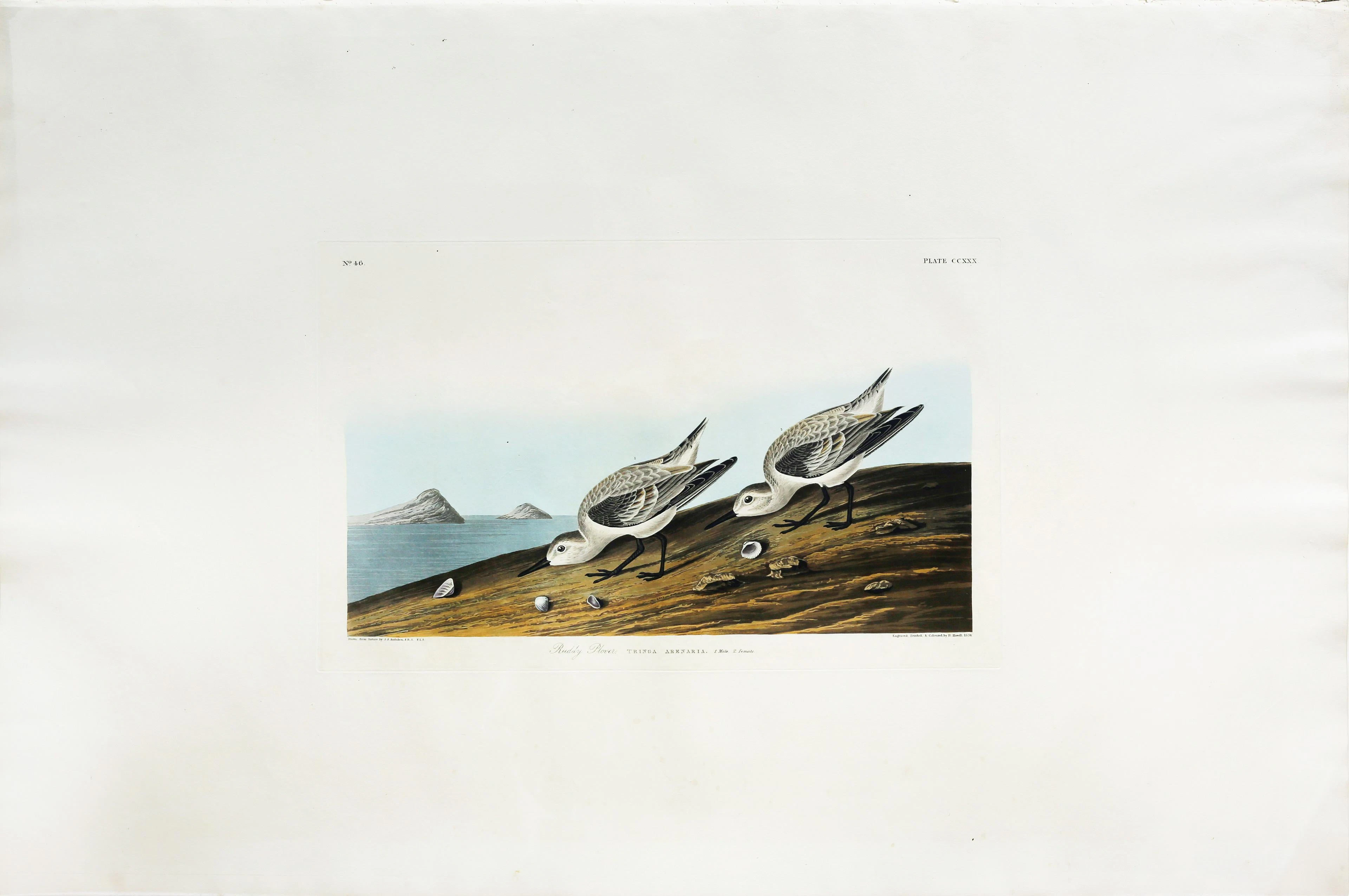 Audubon Aquatint, Sanderling (Ruddy Plover)