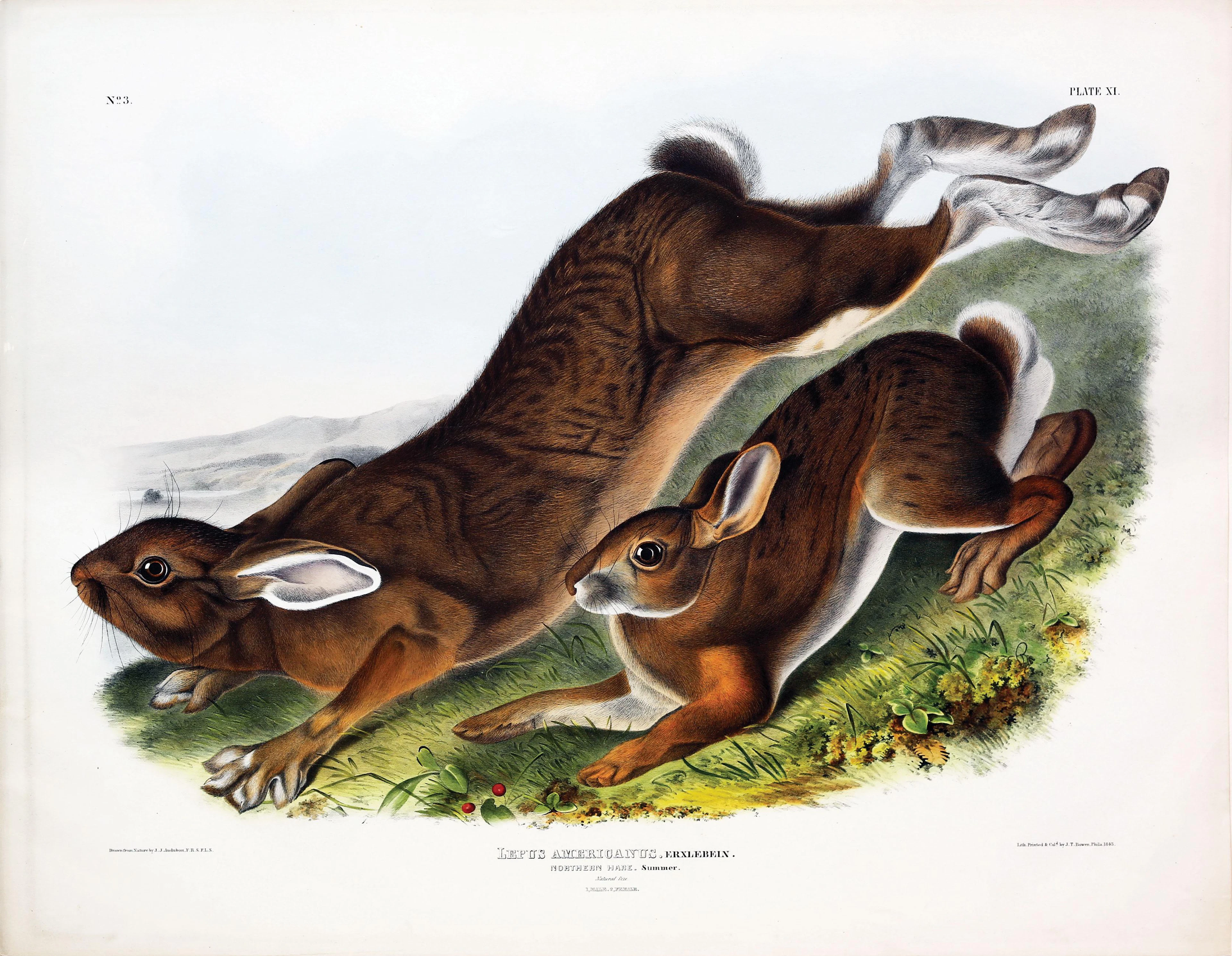 Audubon Quadruped, Northern Hare (Summer)