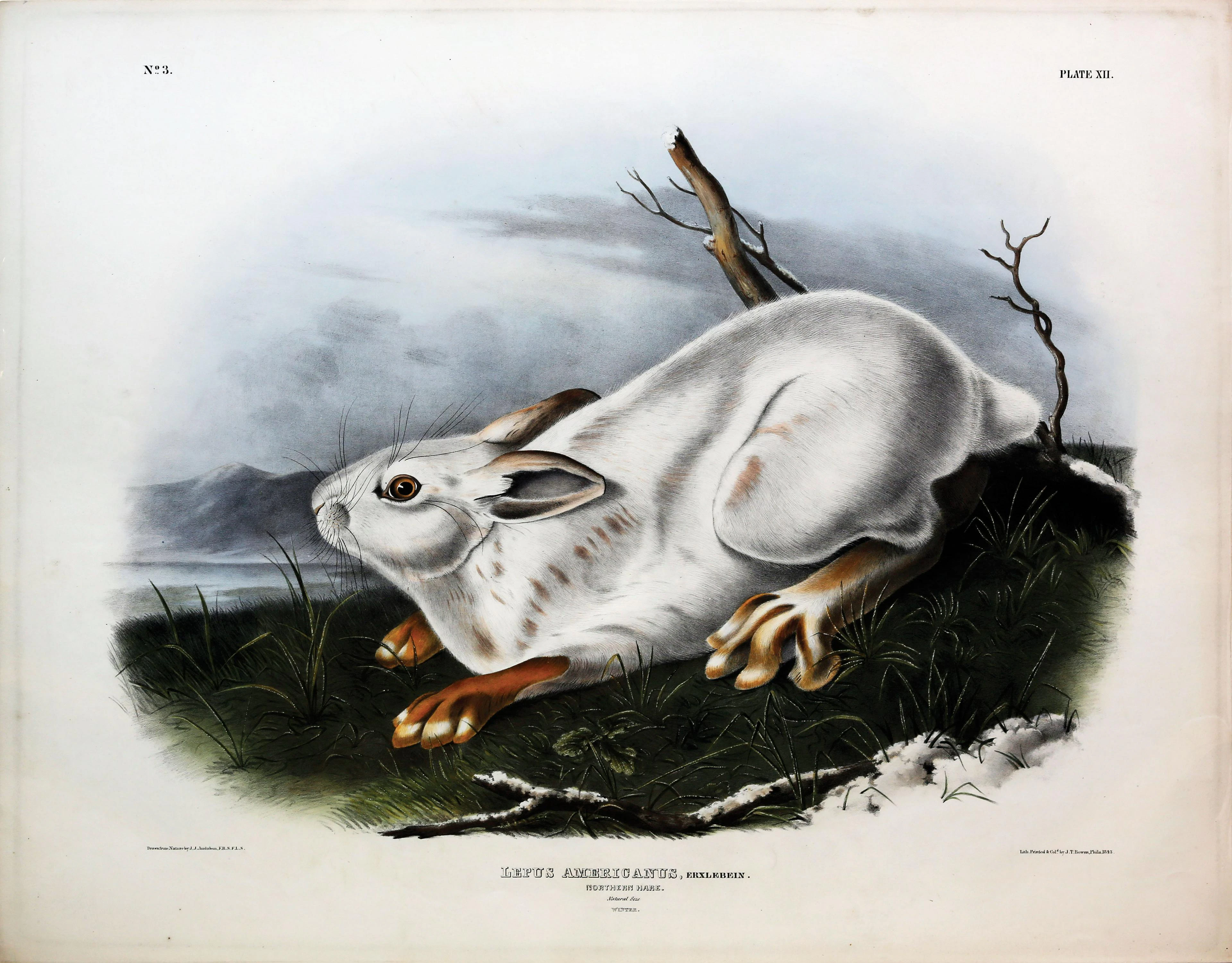 Audubon Quadruped, Northern Hare, (Winter)