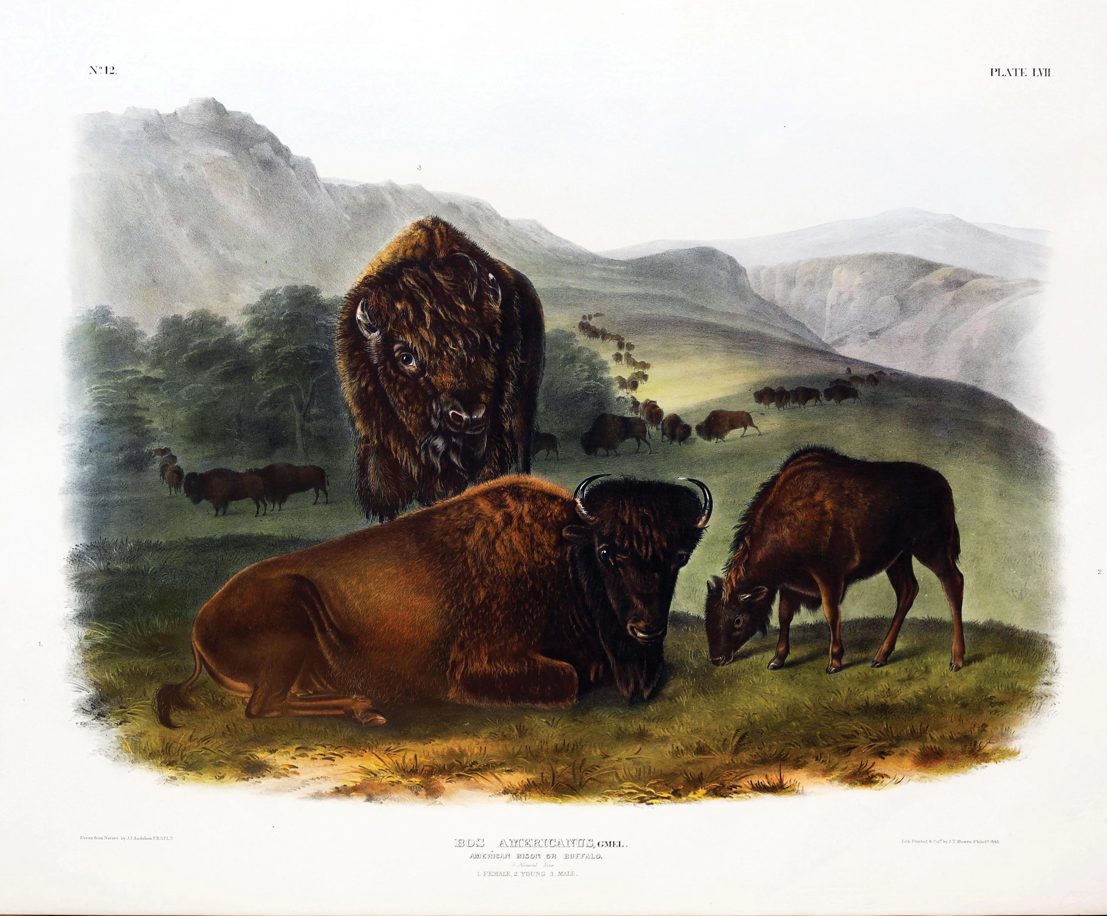 Audubon Quadruped, American Bison or Buffalo (Family)