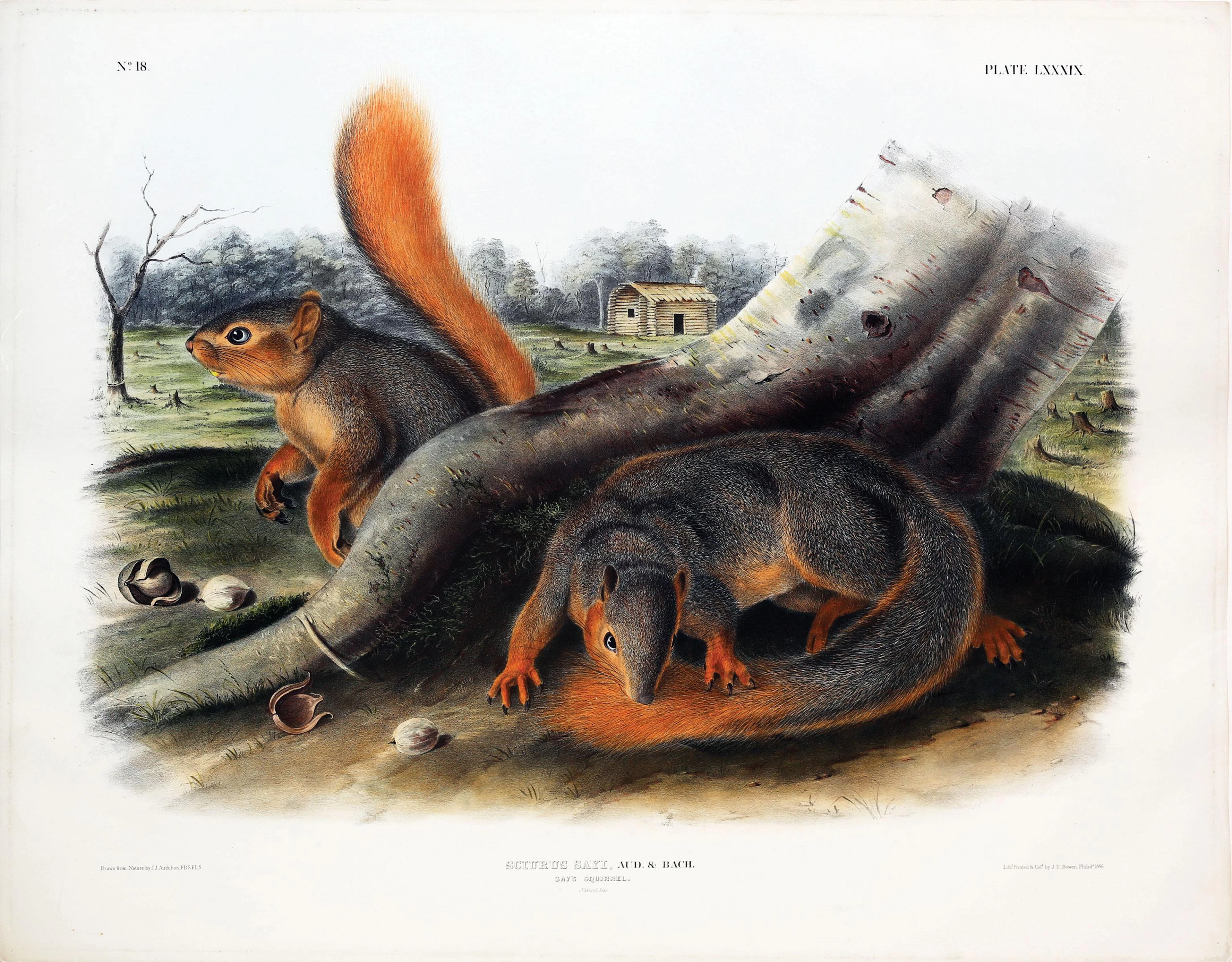 Audubon Quadruped, Say