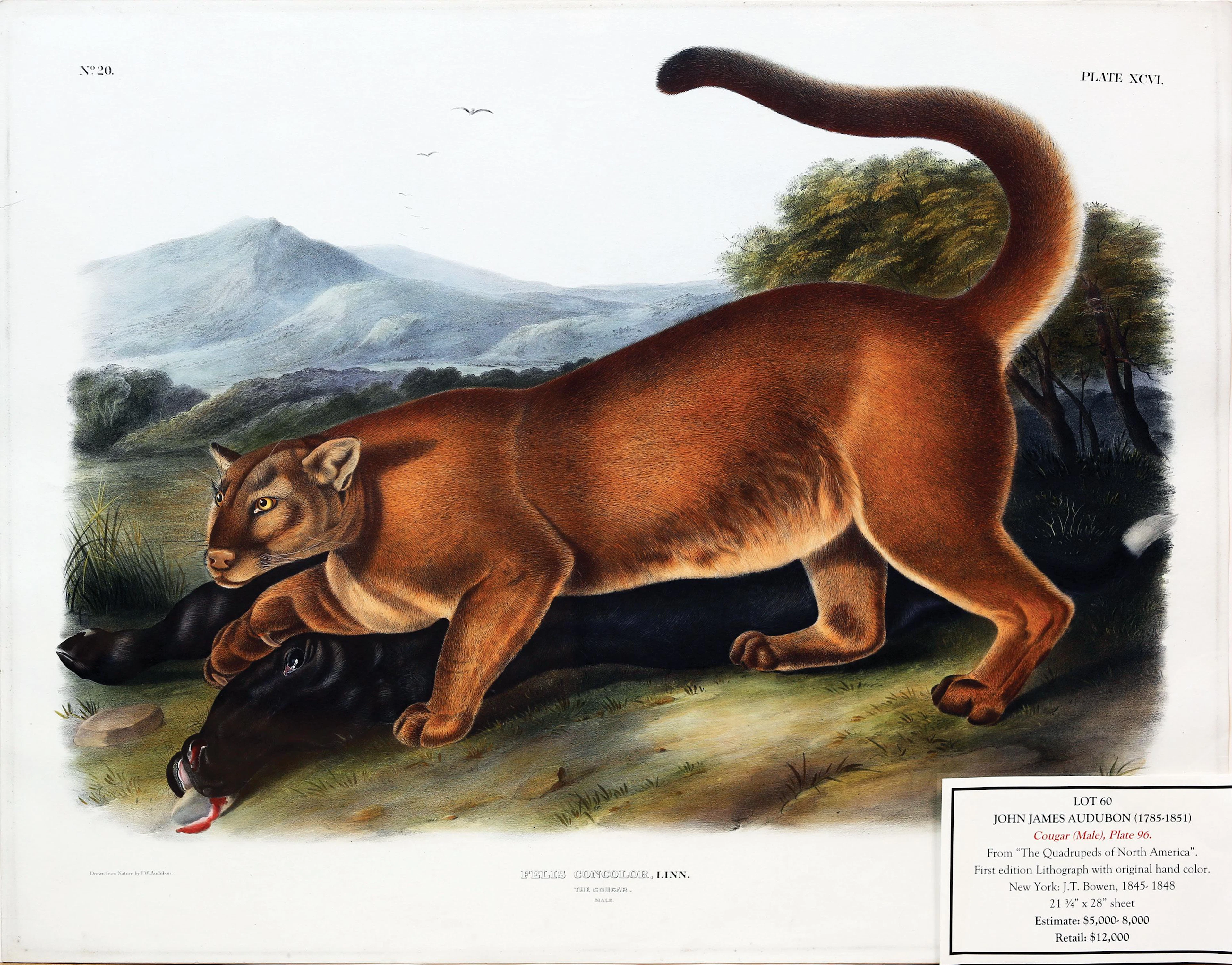 Audubon Quadruped, The Cougar (Male)