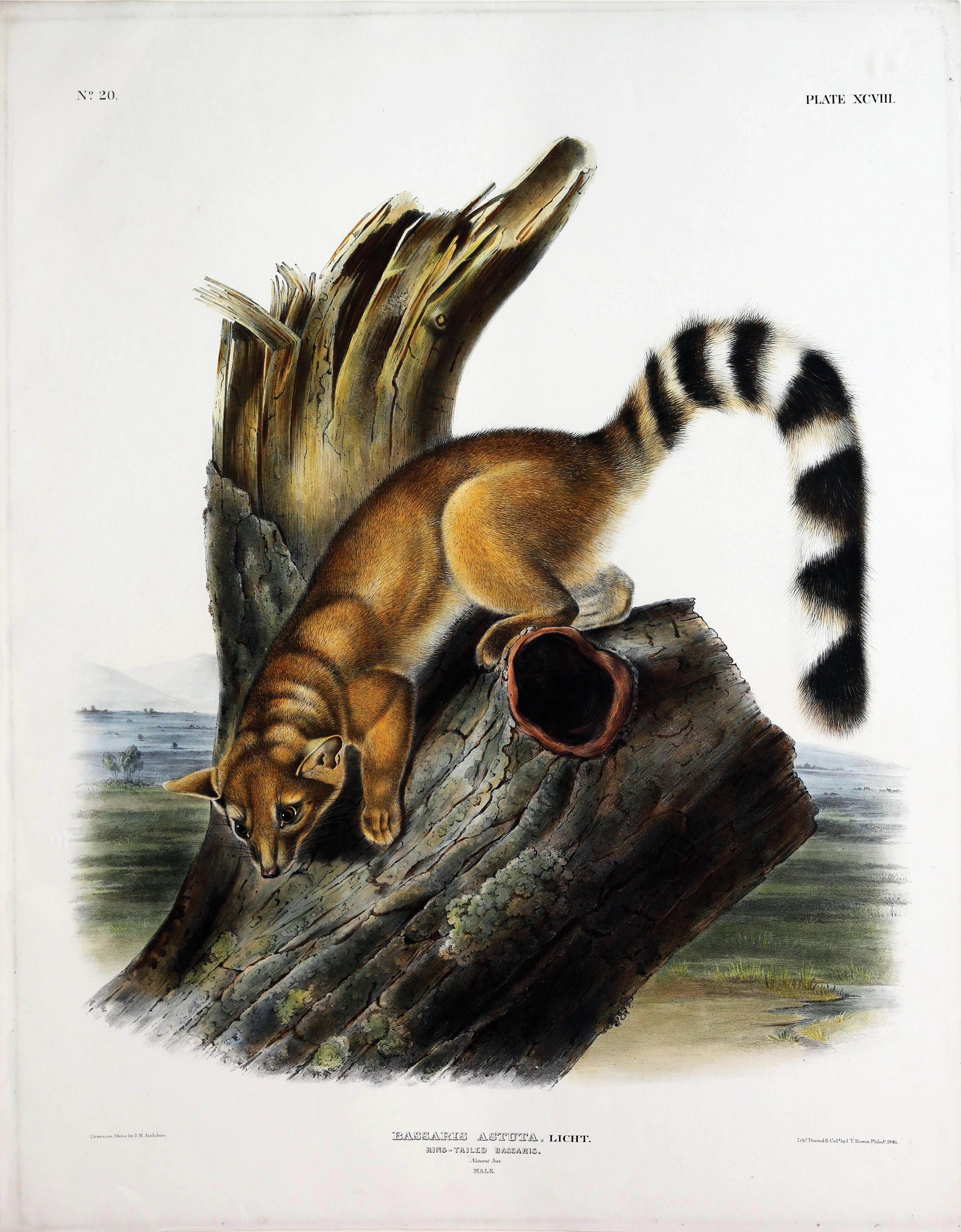 Audubon Quadruped, Ring-Tailed Bassaris