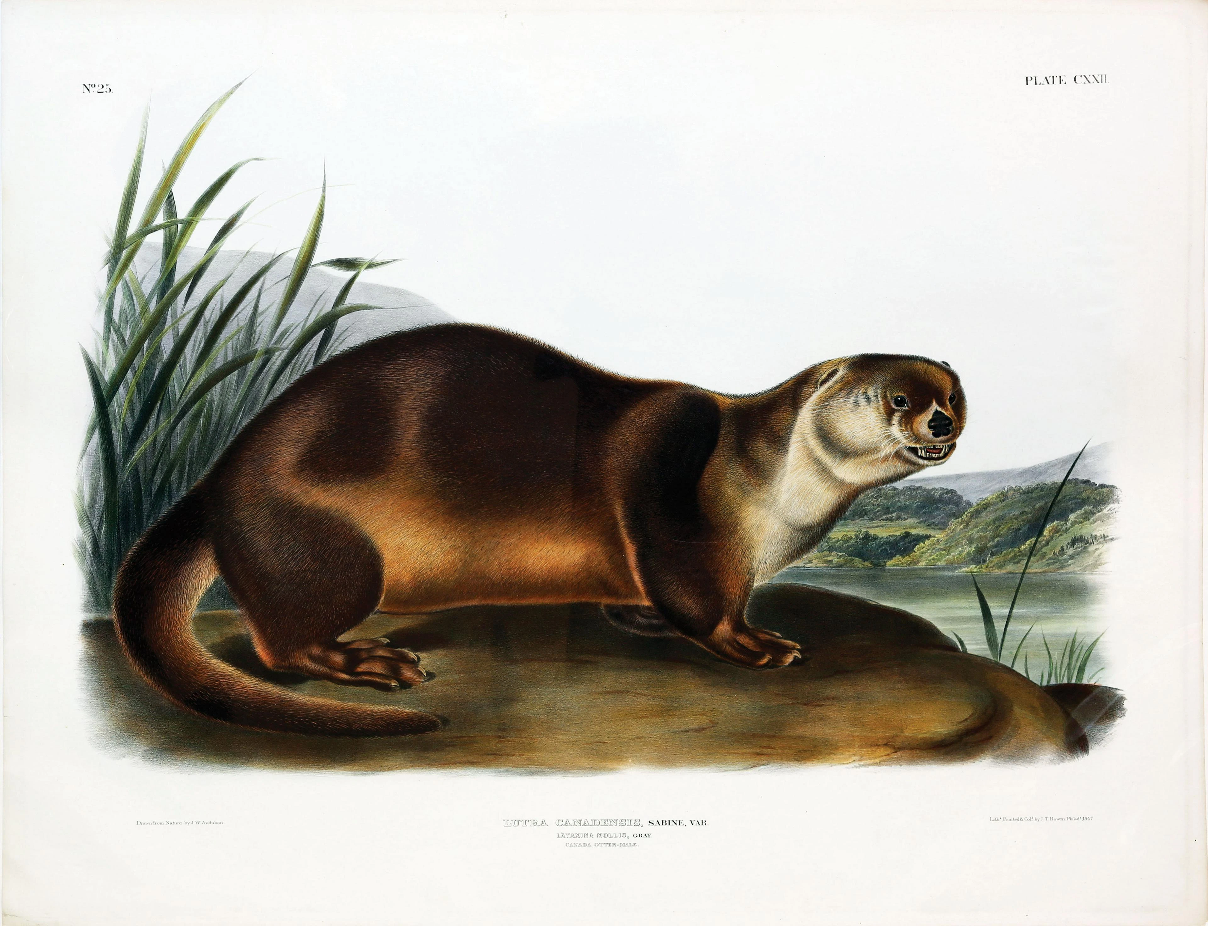 Audubon Quadruped, Canada Otter (Male)