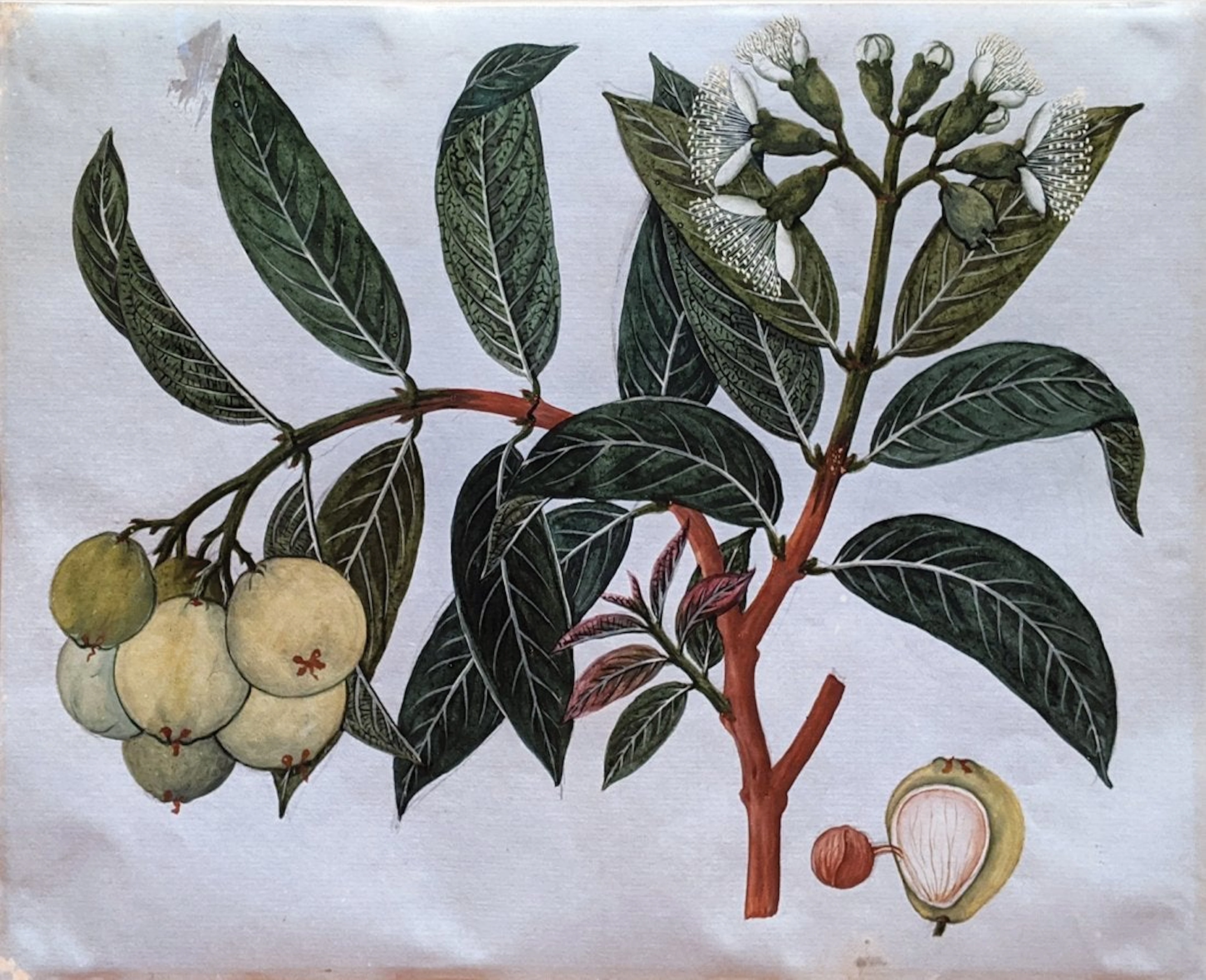 Company School Fruit Watercolor
