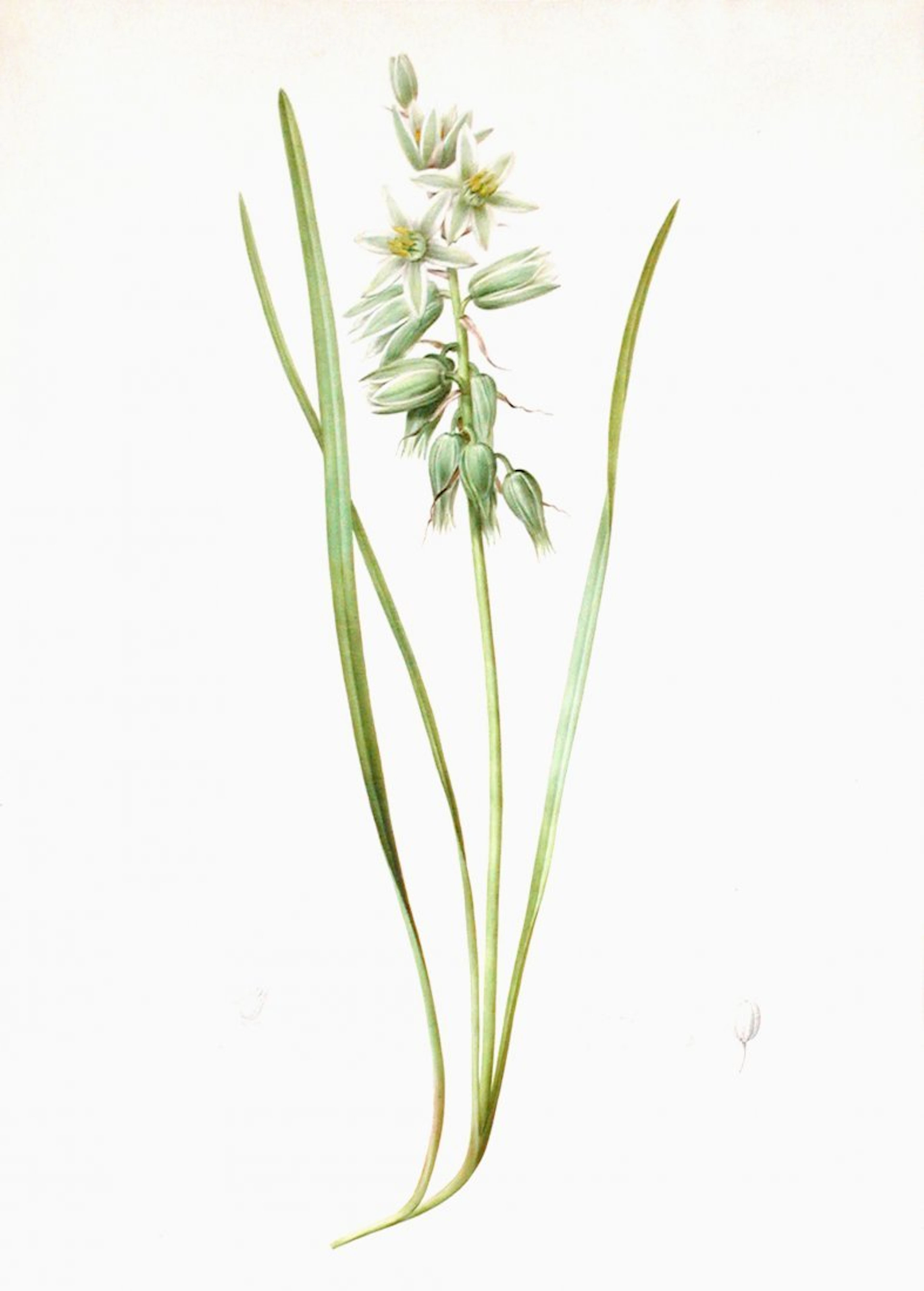 Nodding Star-of-Bethlehem (Ornithogalum Nutans), Plate