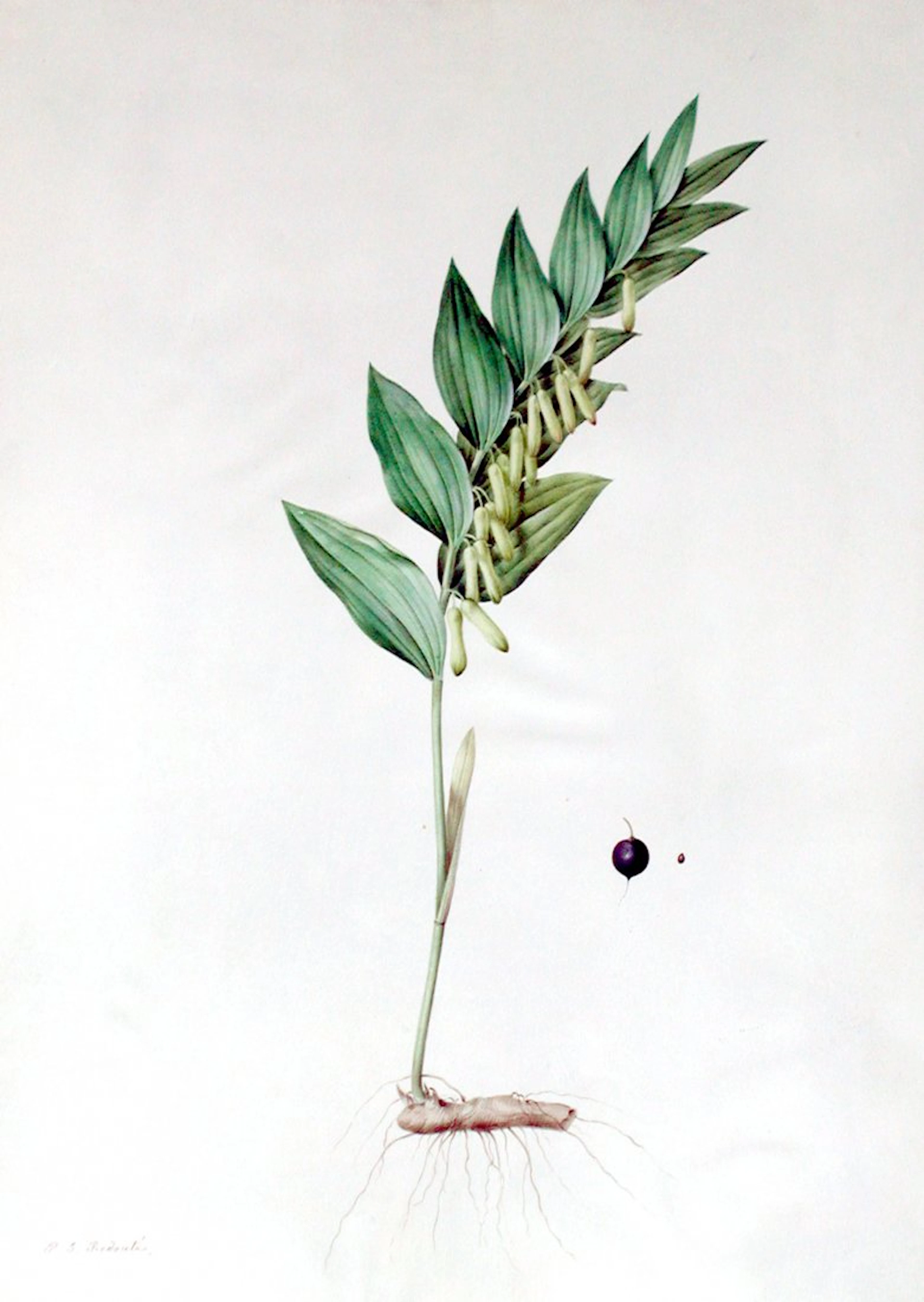 Sweet-scented Soloman's Seal (Polygonatum Vulgare)