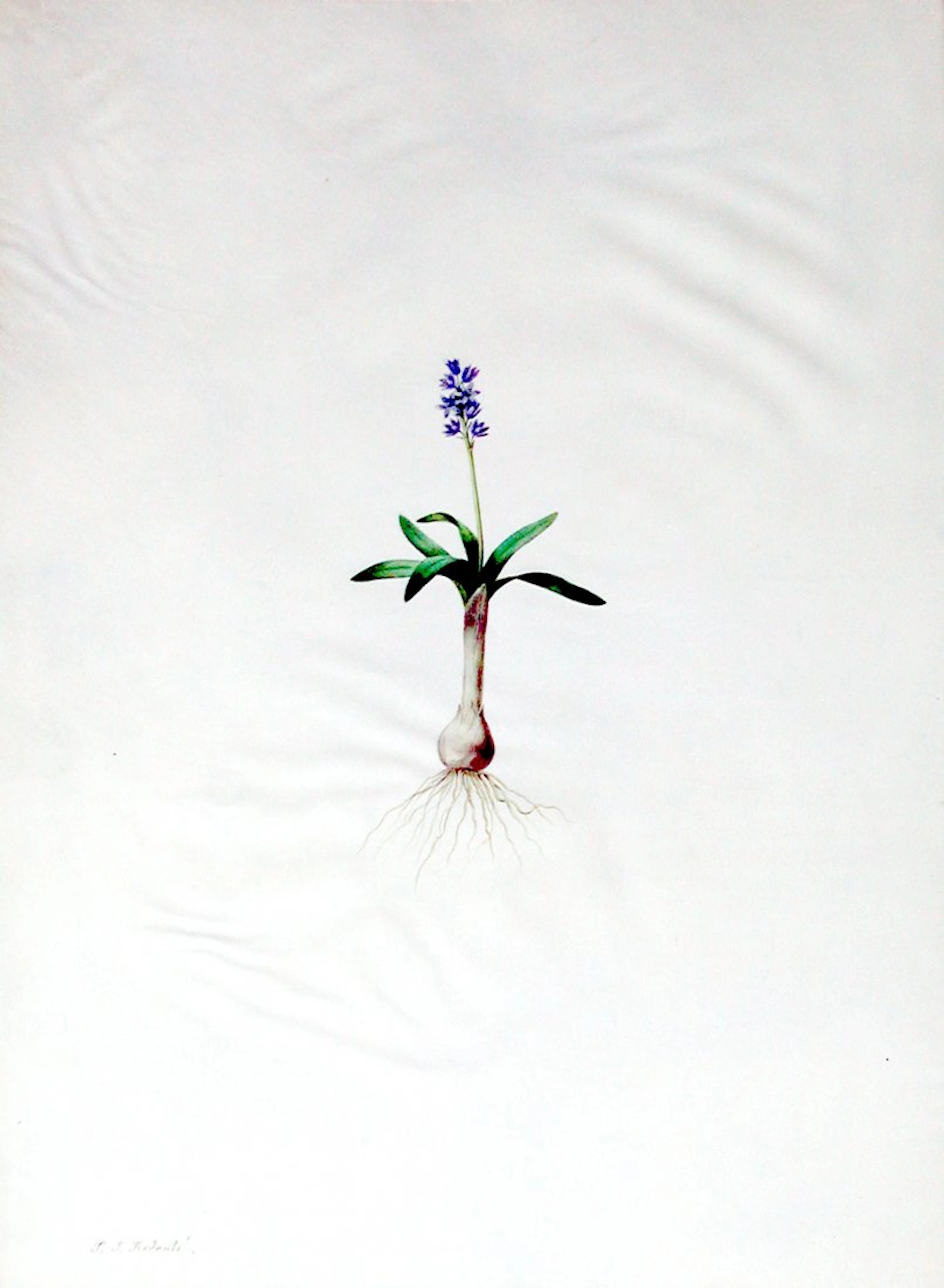 North African Blue Bell (Scilla Lingulata), Plate 321