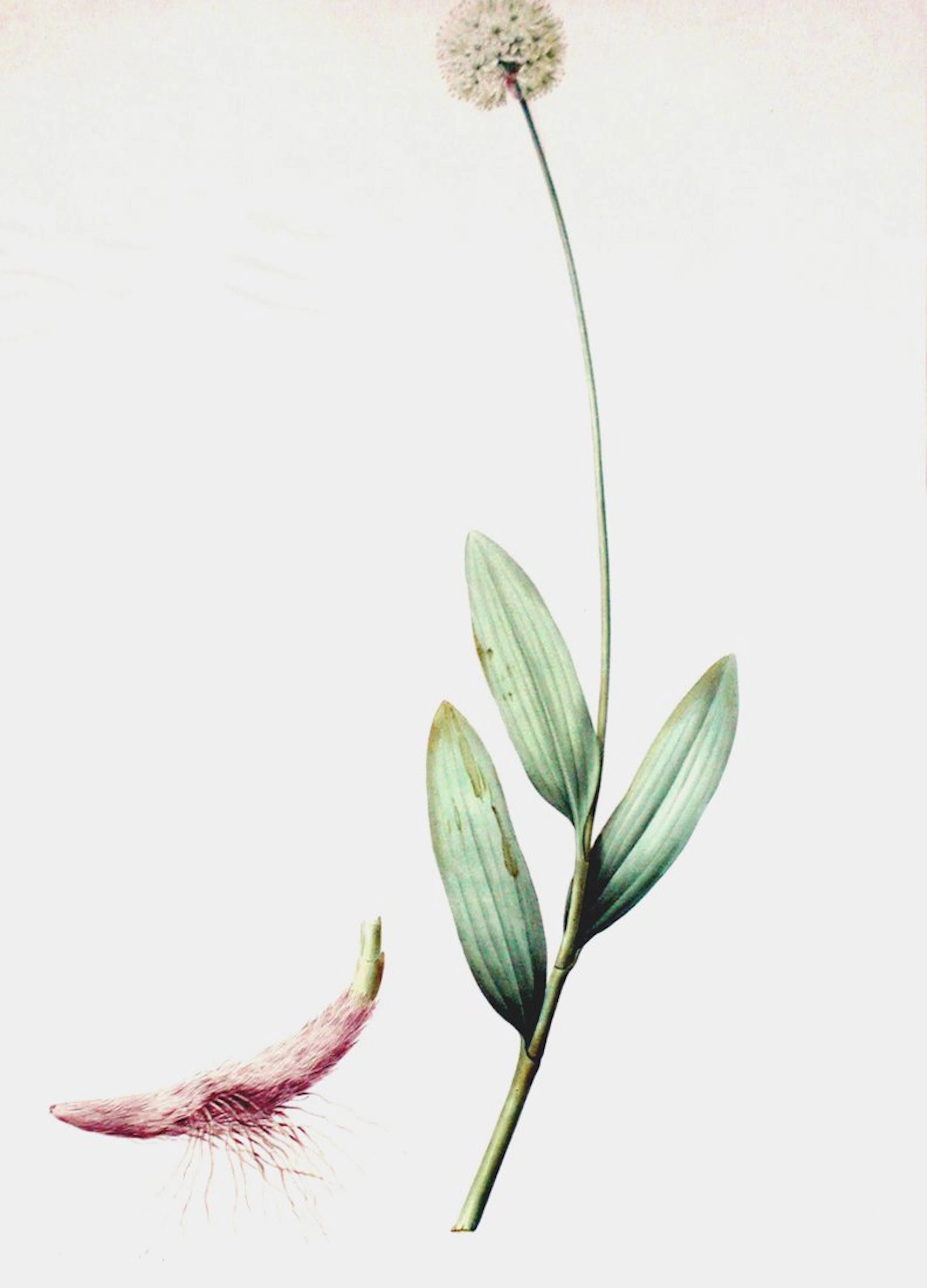 Alpine Leek (Allium Victoralis), Plate 265