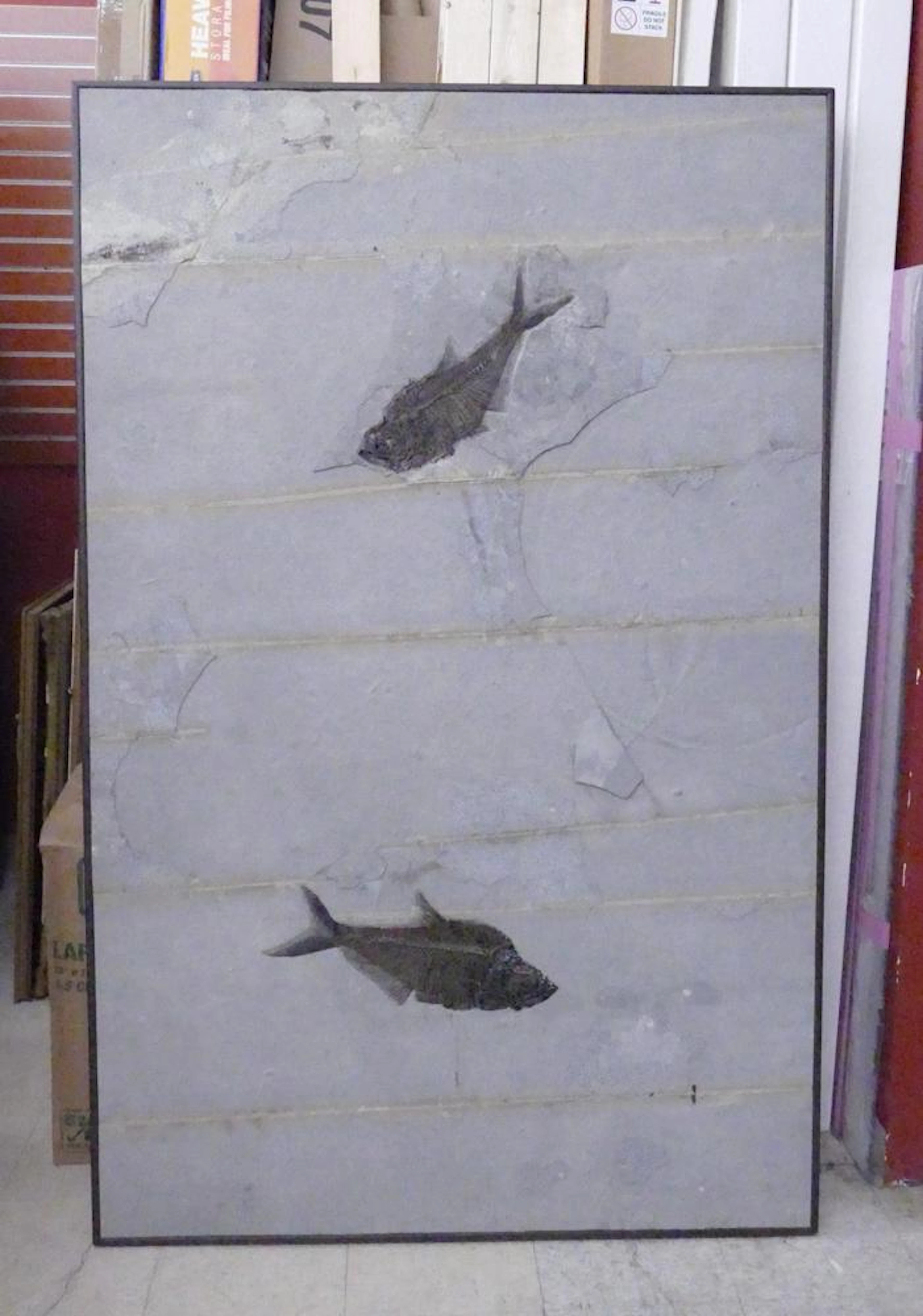 Massive Eocene-Era Diplomystus Fish Fossil Plaque