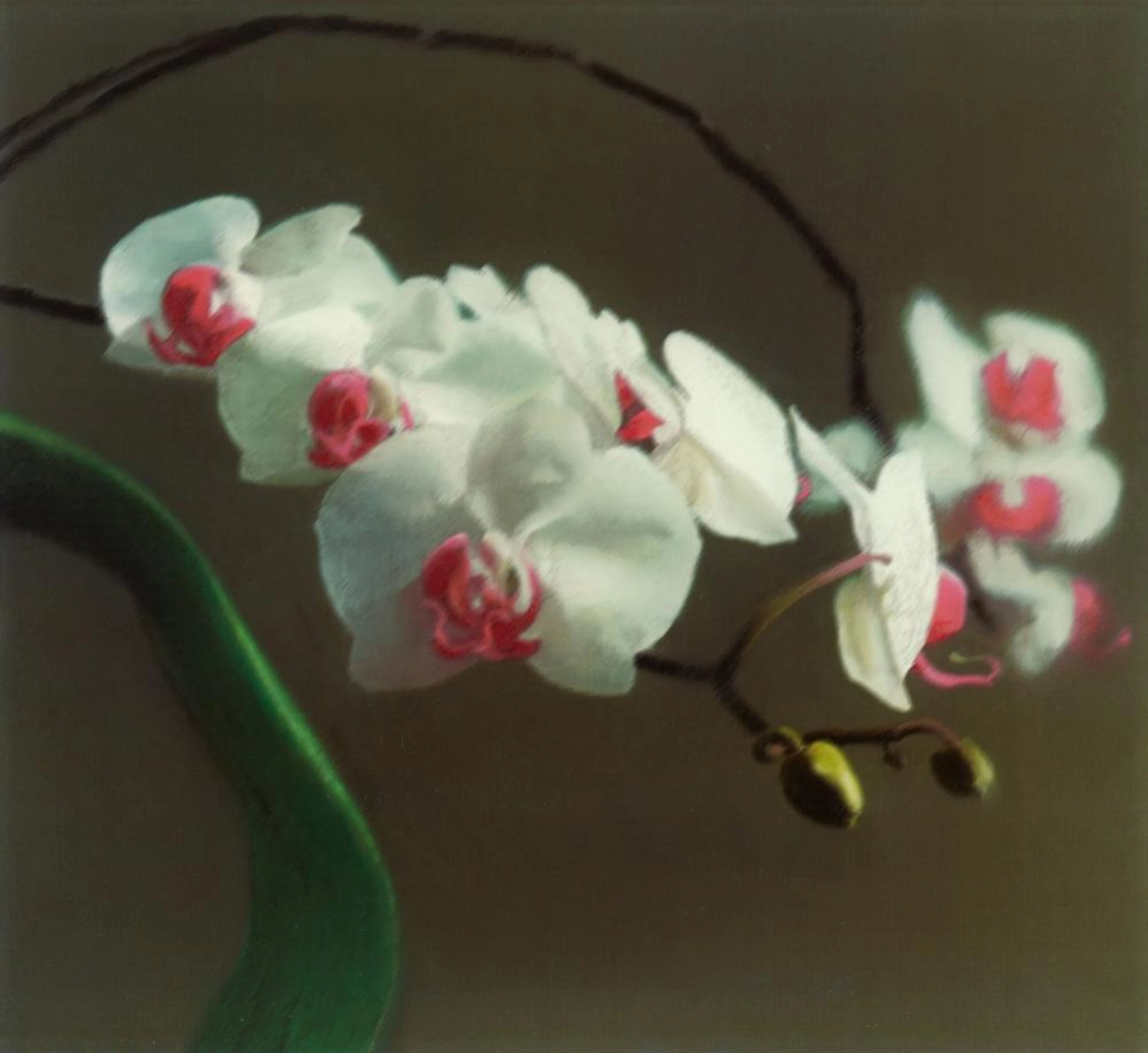 Gerhard Richter, Orchidee I, 1998