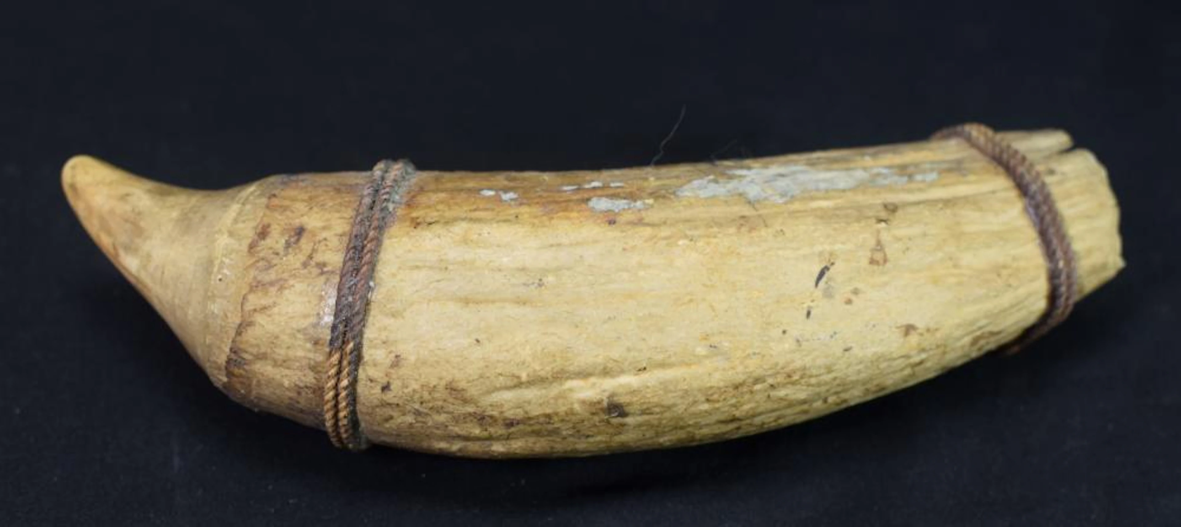 LARGE RAW WHALE TOOTH