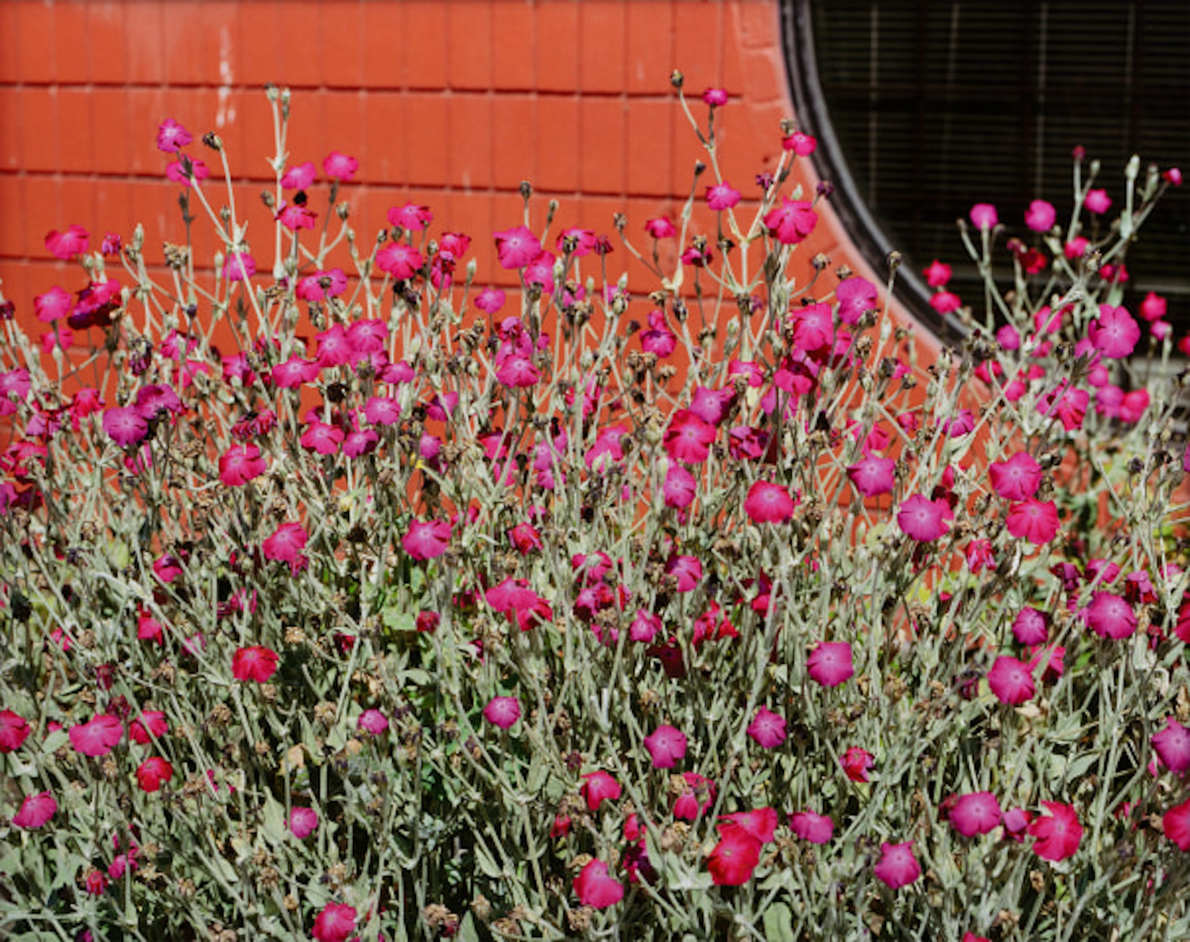 Jeff Wall - Flowering Pla