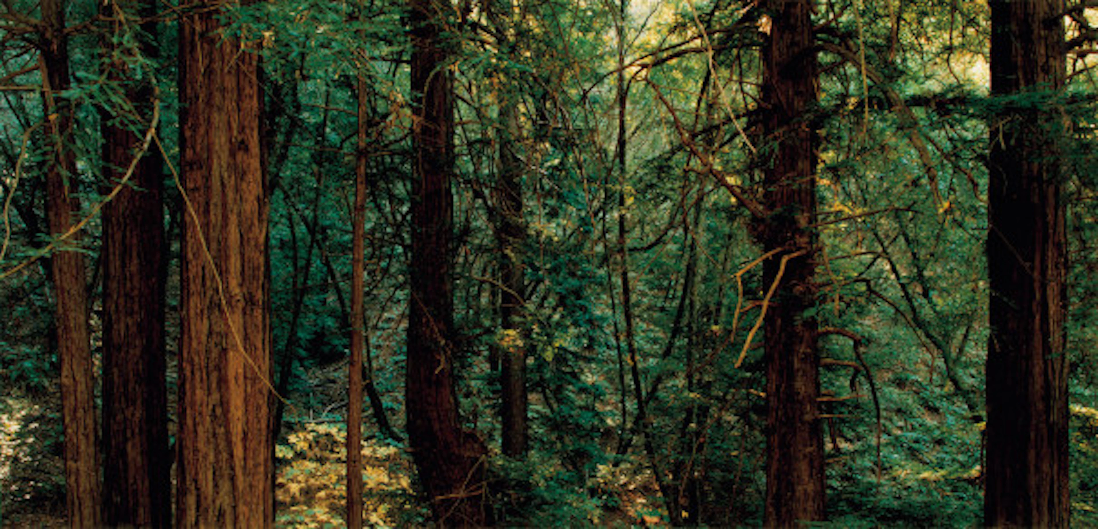Thomas Struth - Yosemite 1977-2002