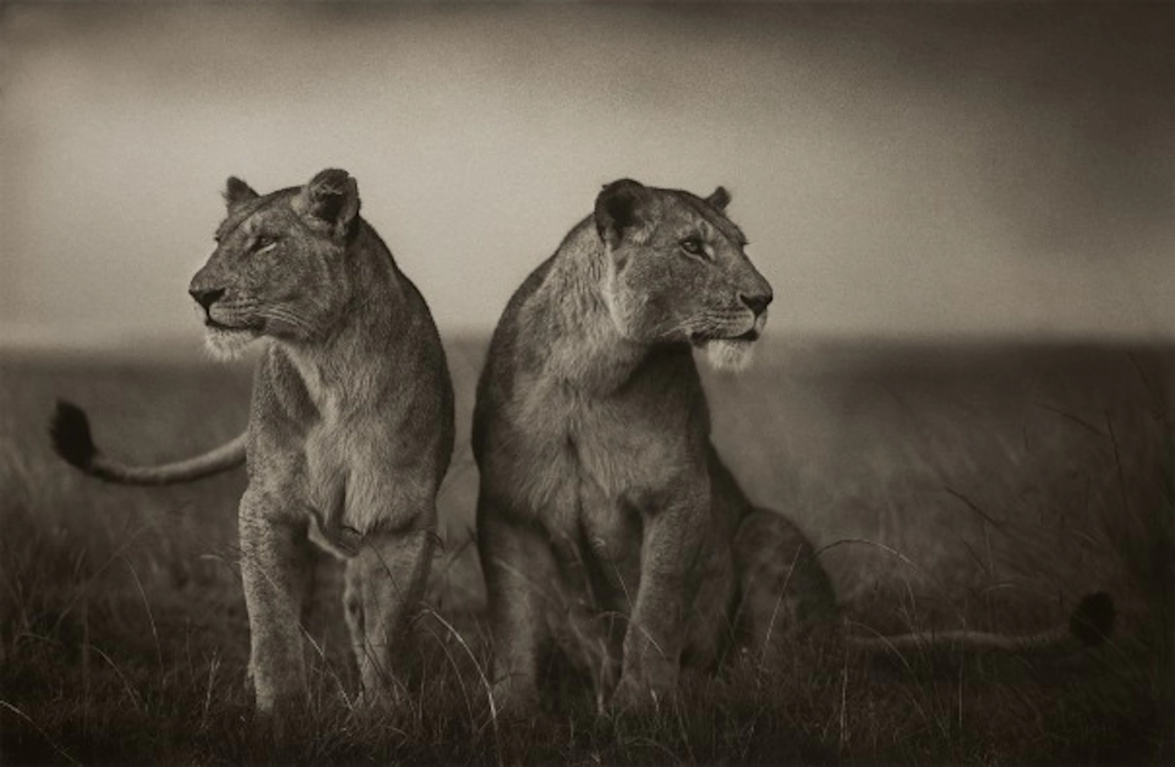 Nick Brandt - Lionesses Readying to Hunt, Maasai Mara