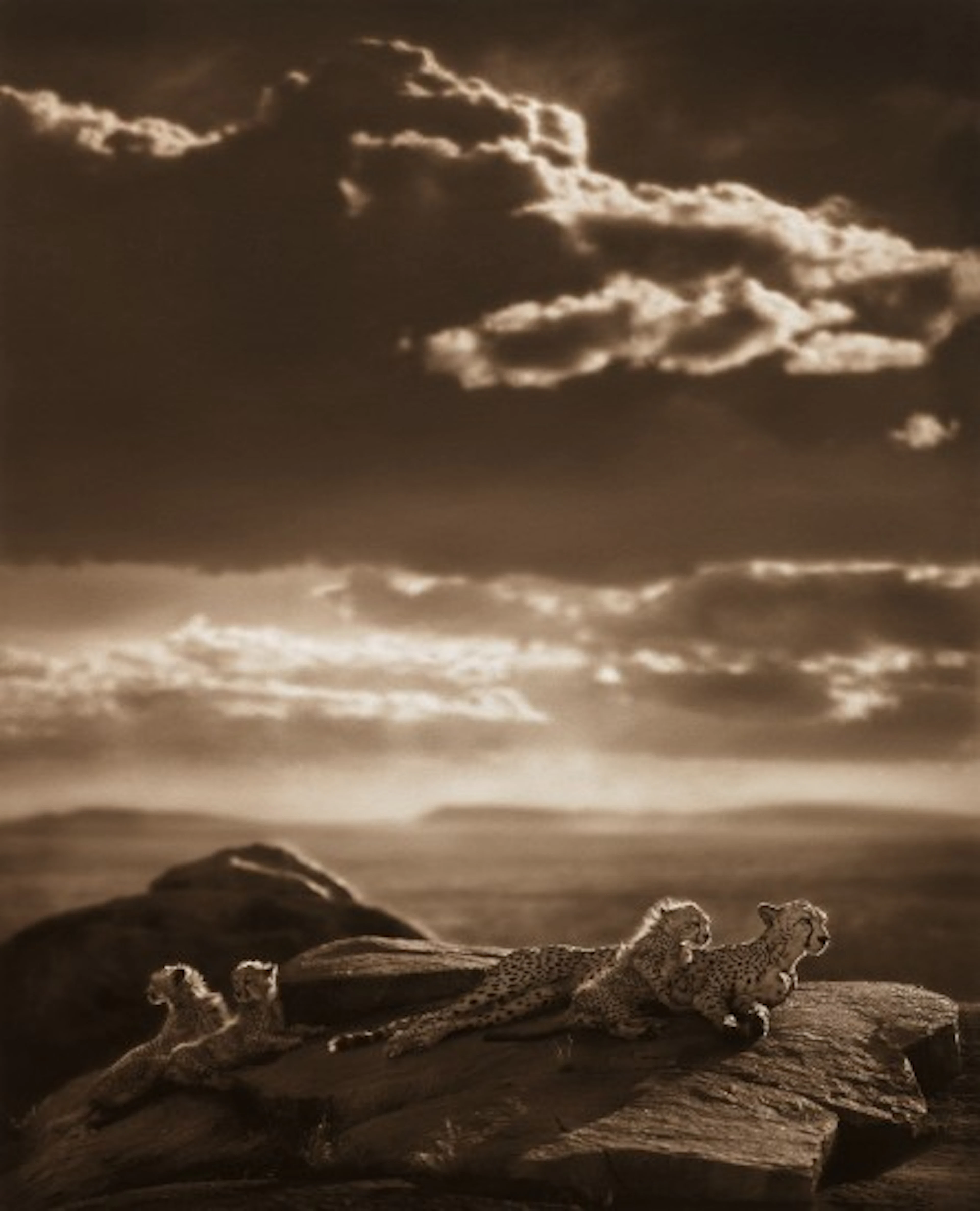 Nick Brandt - Cheetah and Cubs Lying on Rock, Serengeti