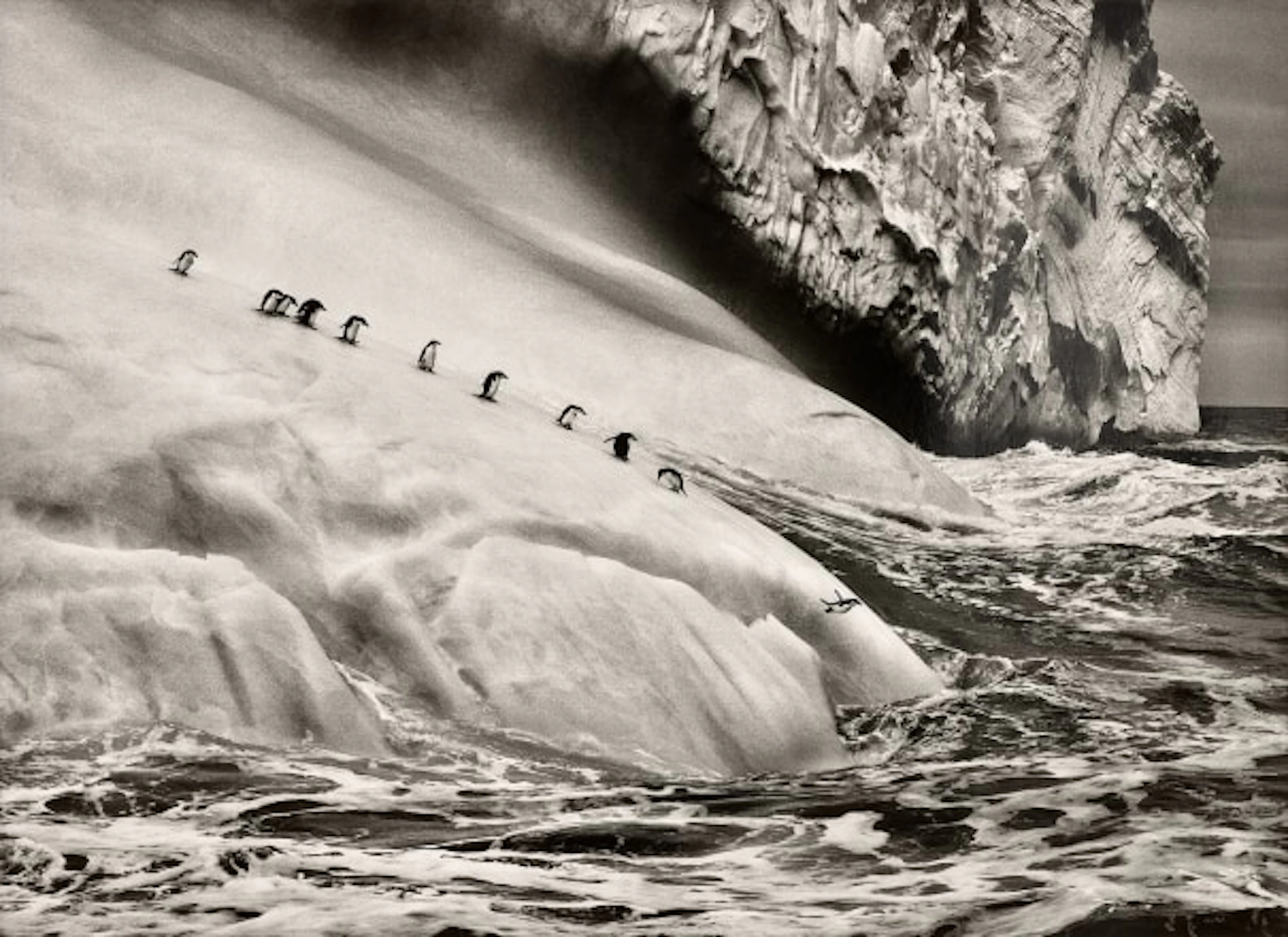 Sebastião Salgado - Chinstrap Penguins (Pygoscelis...