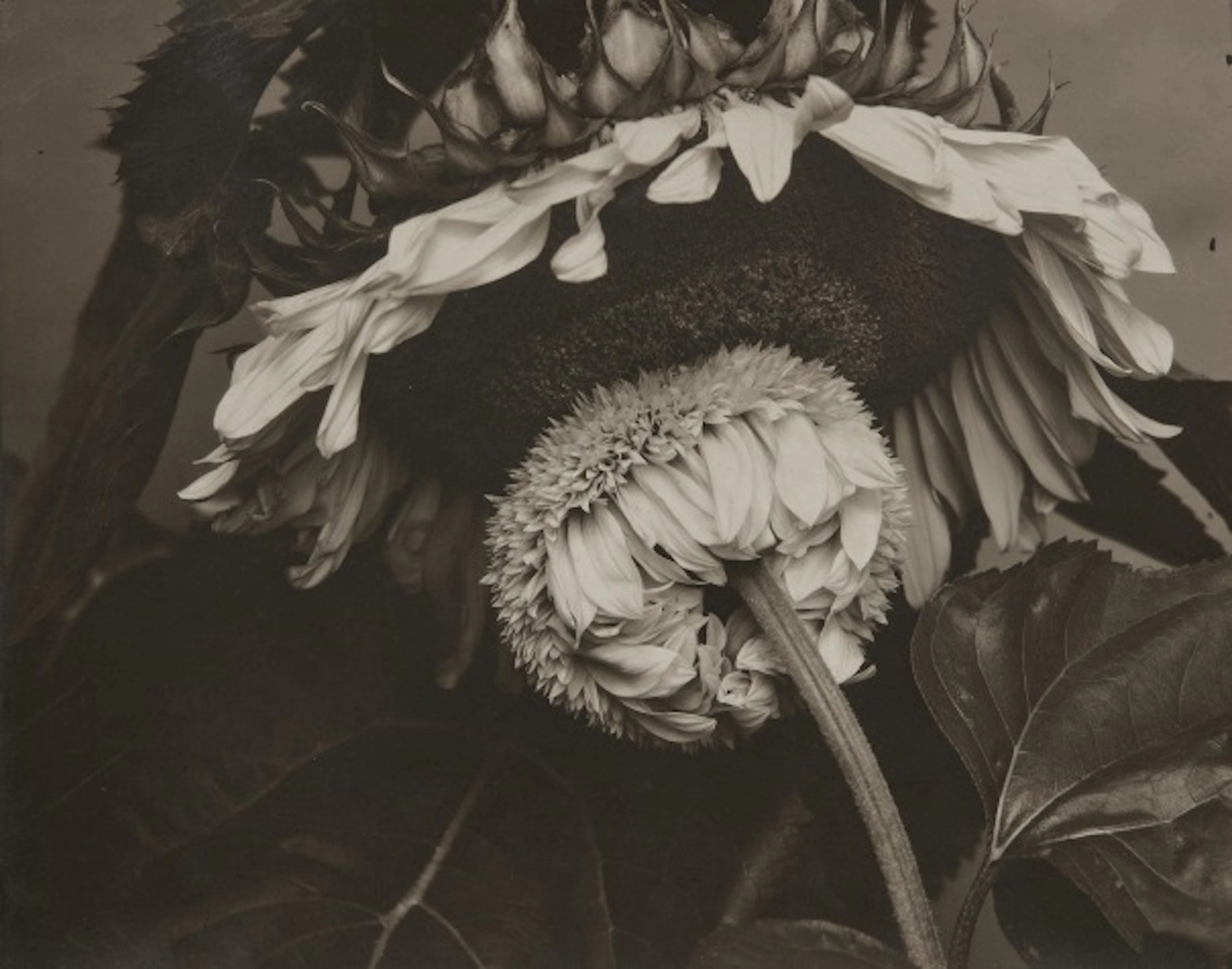 Edward Steichen - Big and Little Sunflowe