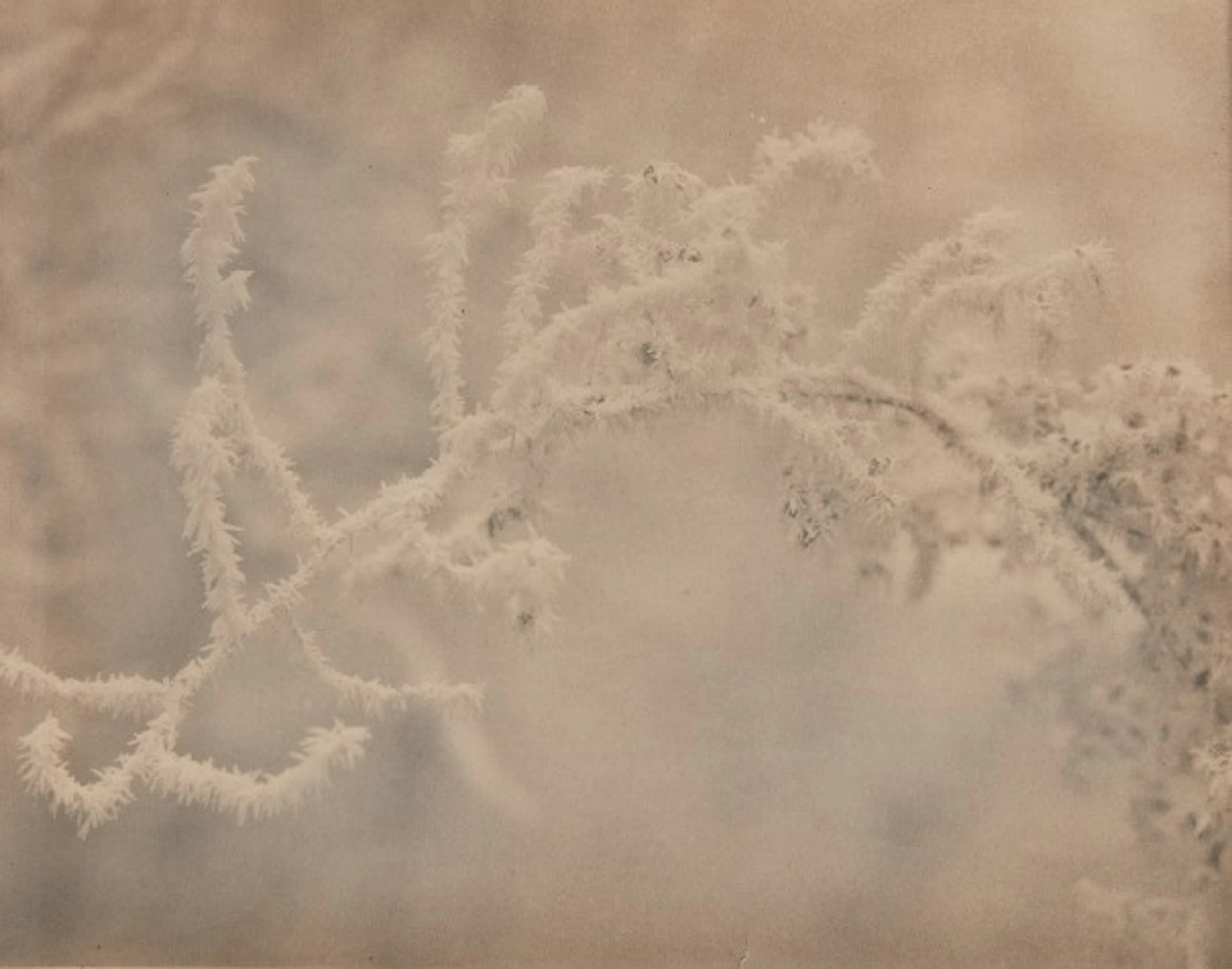 Edward Steichen - Snow Fros