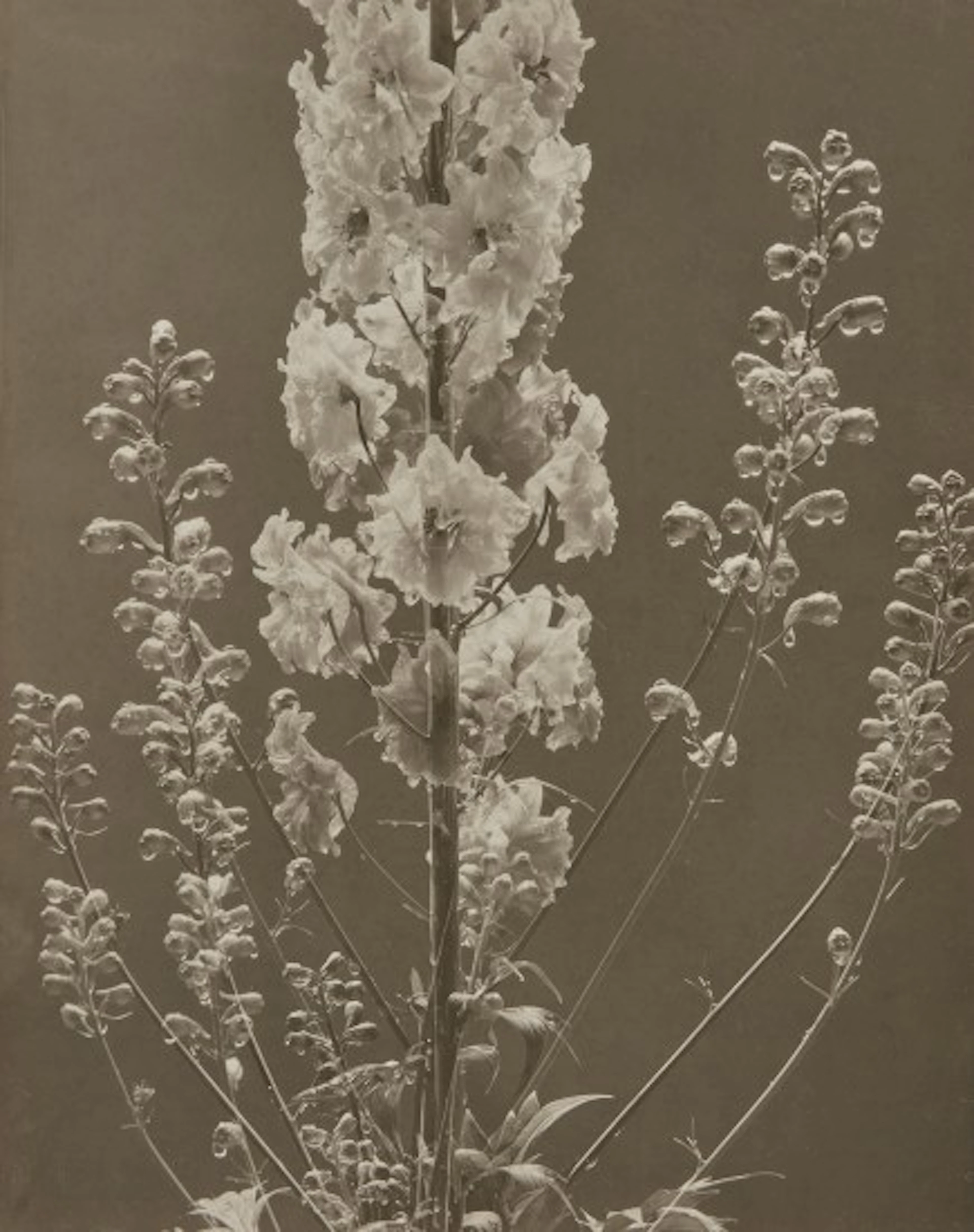 Edward Steichen - Delphinium