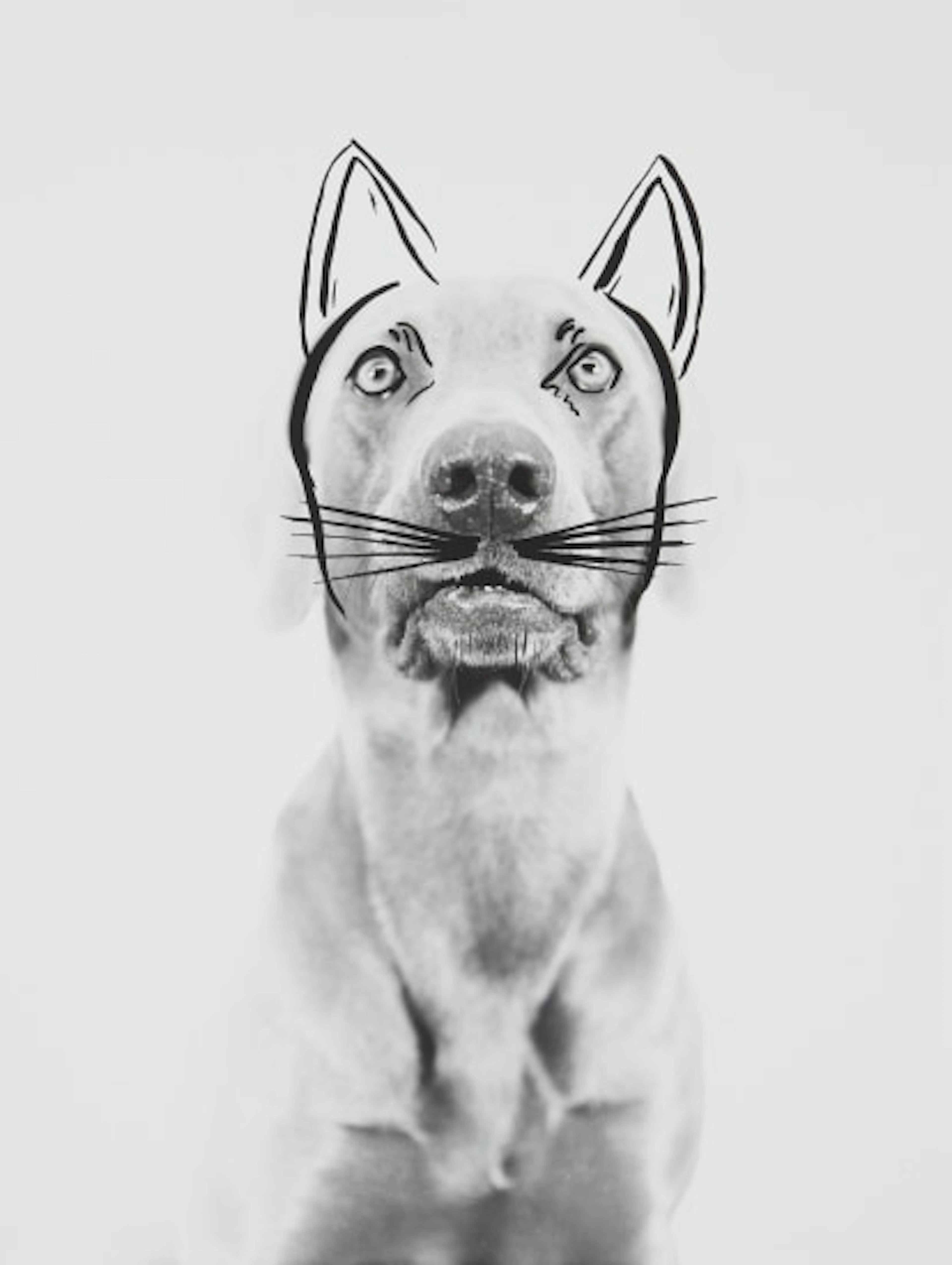 William Wegman - Ray Ca