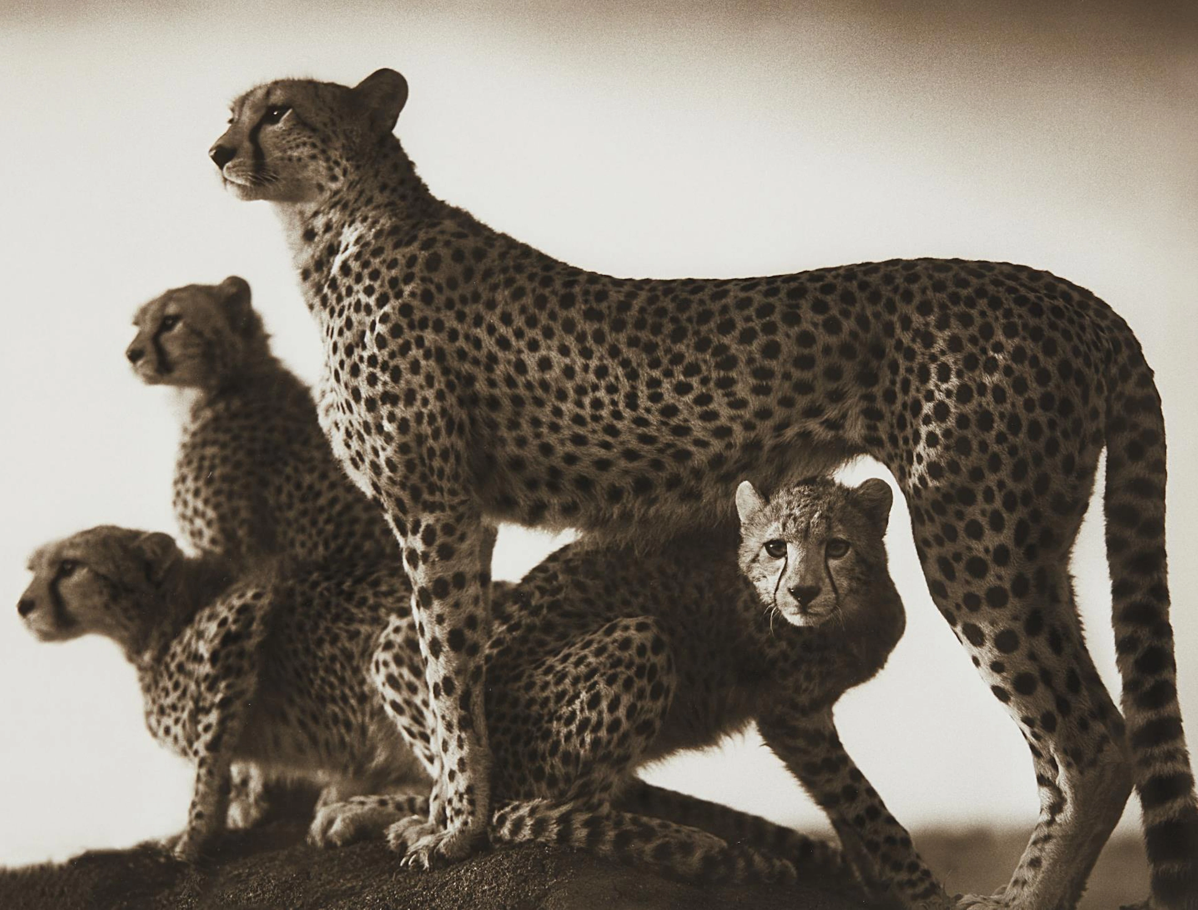 Cheetah and Cubs, Masai Mara, 2003 – Nick Brandt