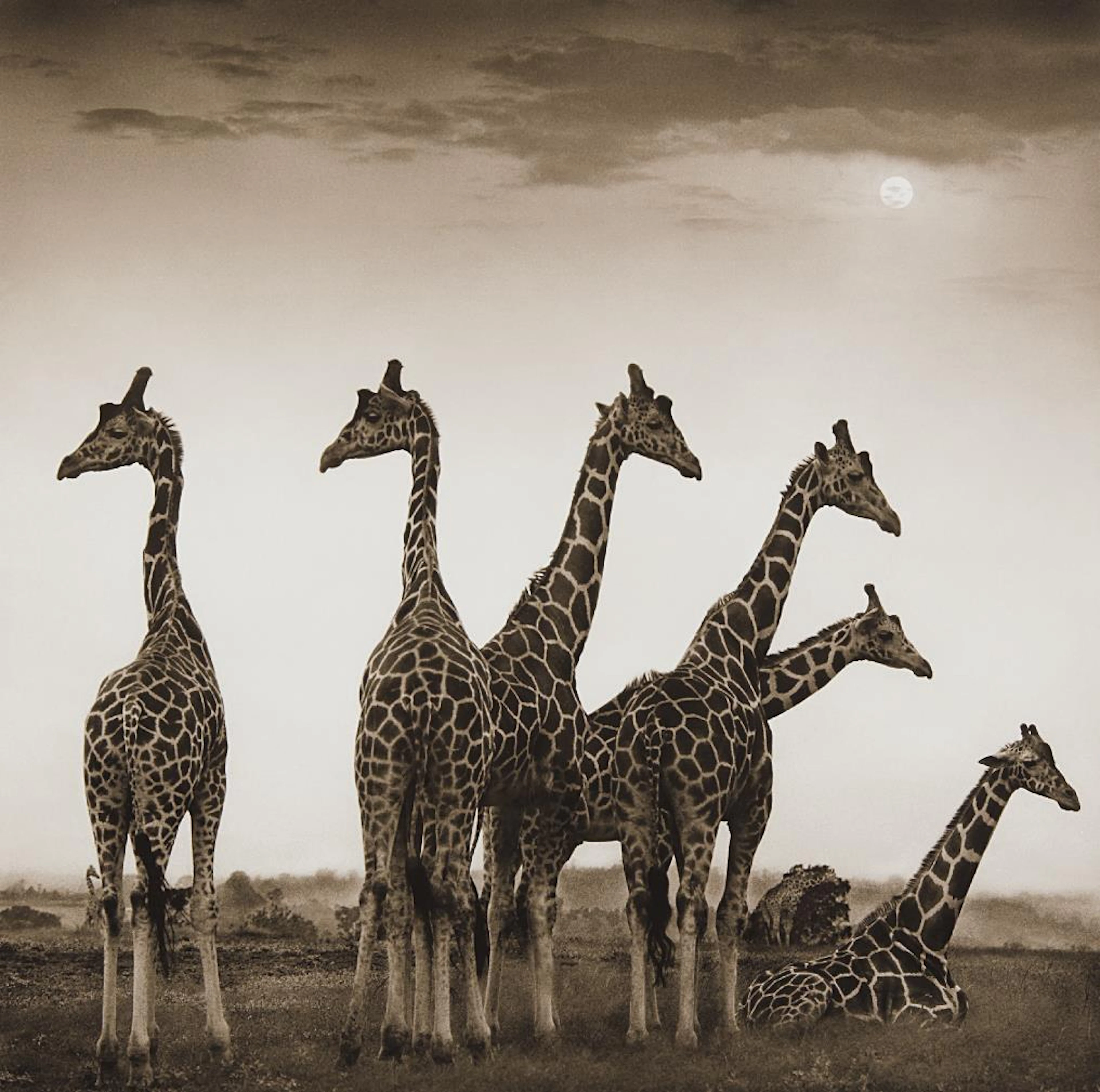 Giraffe Fan, Aberdares, 2000 – Nick Brandt