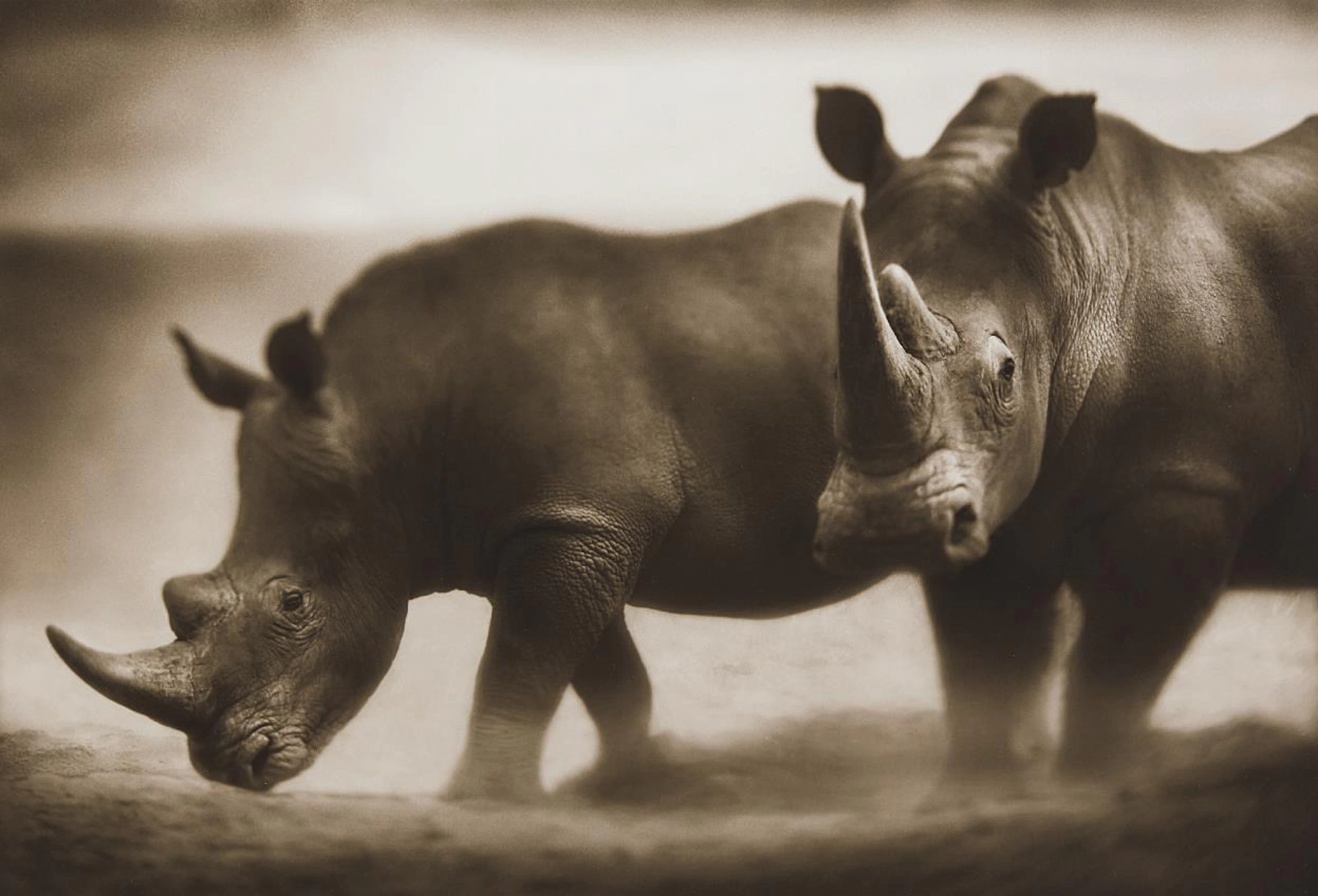 Two Rhinos, Lewa, 2003 – Nick Brandt