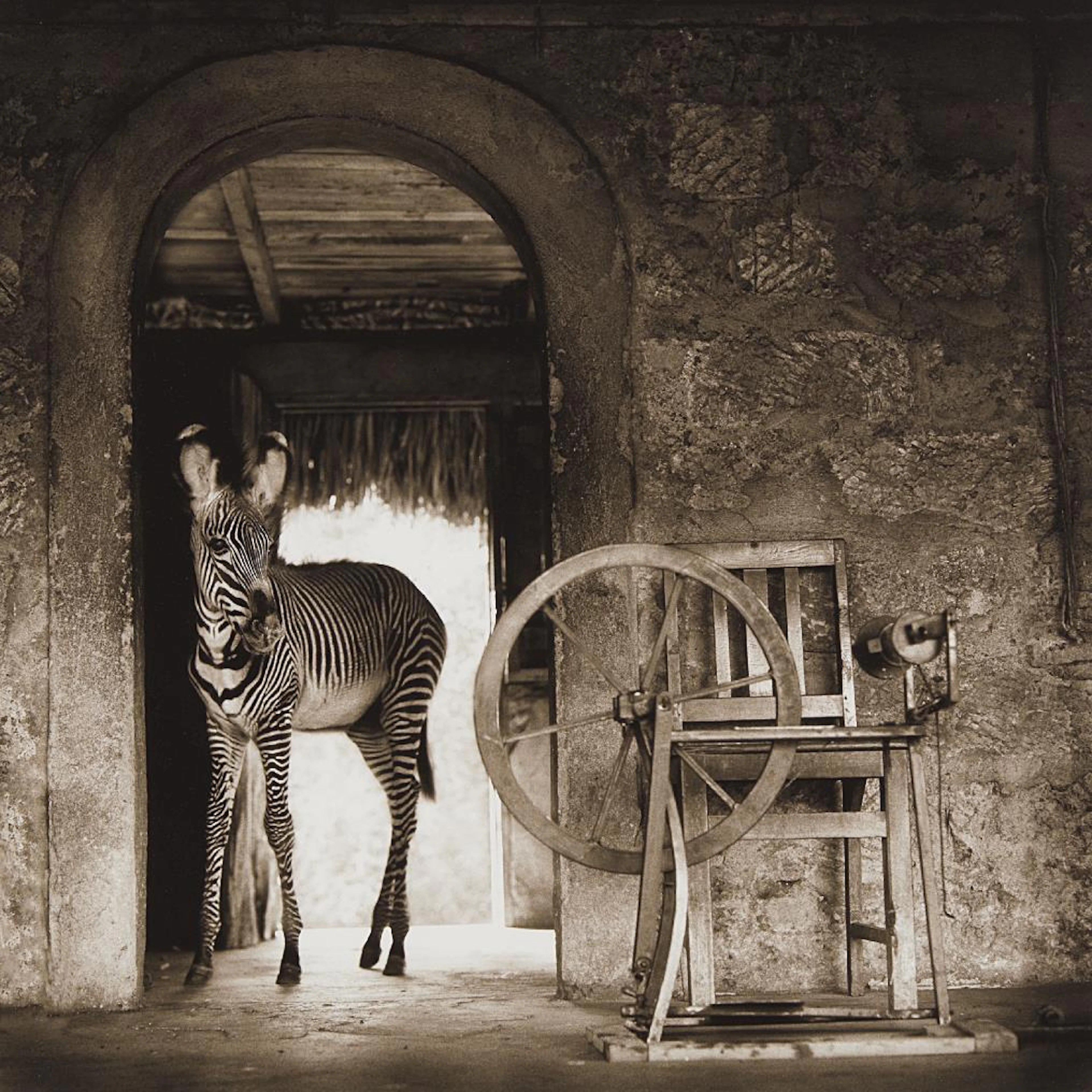 Zebra in Doorway with Loom, Lewa Downs, 2002 – Nick Brandt