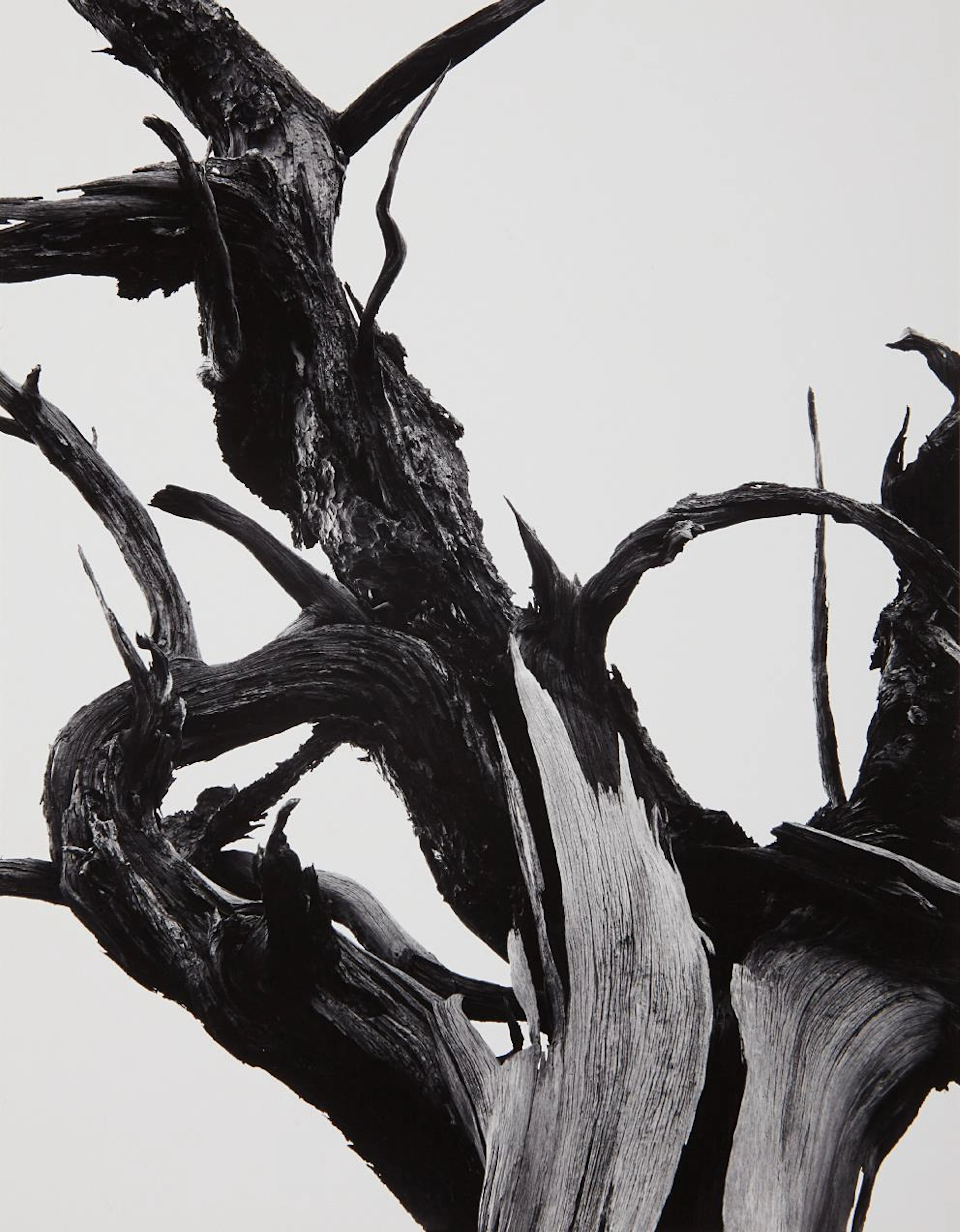 Dead Tree, Sunset Crater National Monument, Arizona, 1947 – Ansel Adams