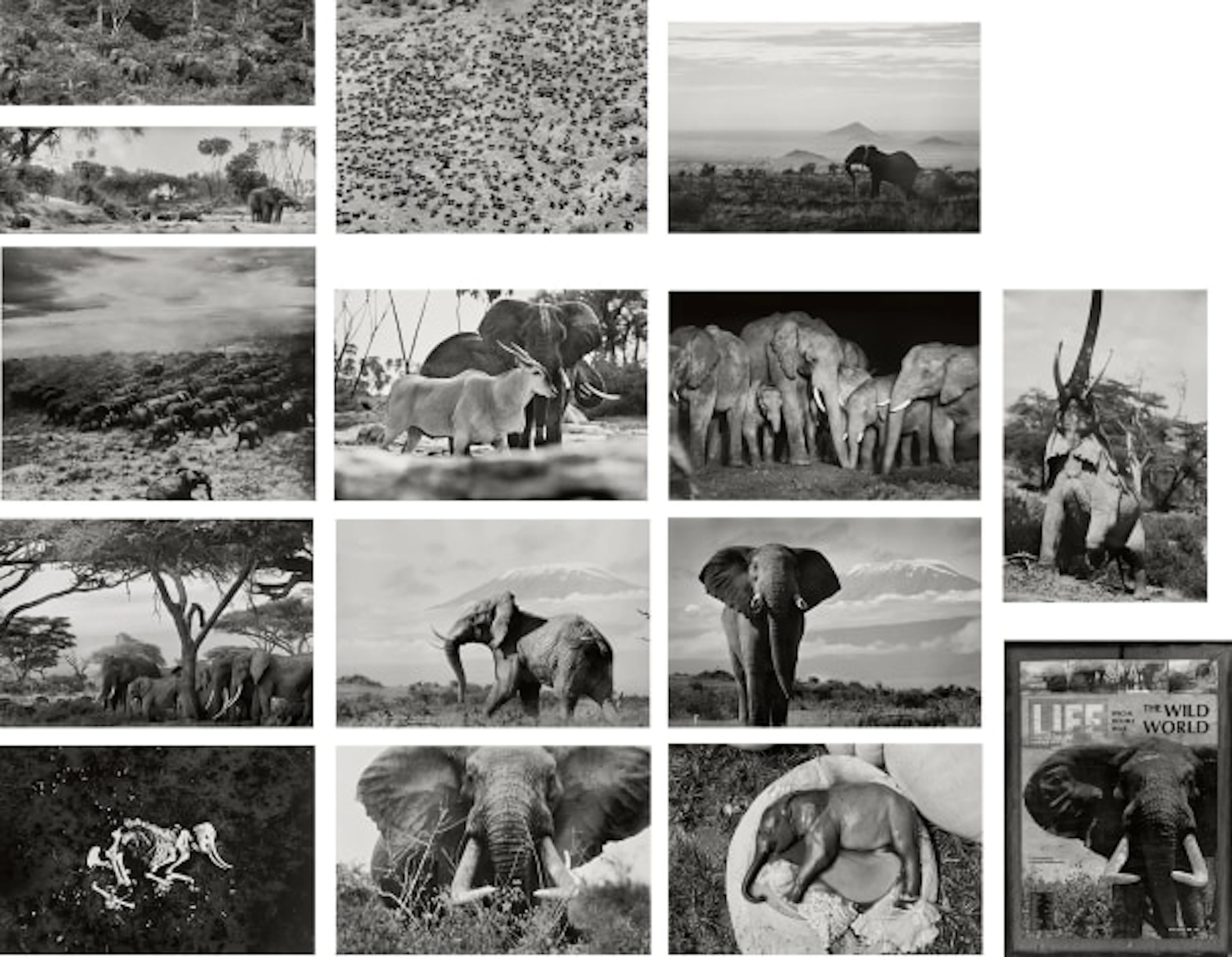 Peter Beard - Ele Portfolio