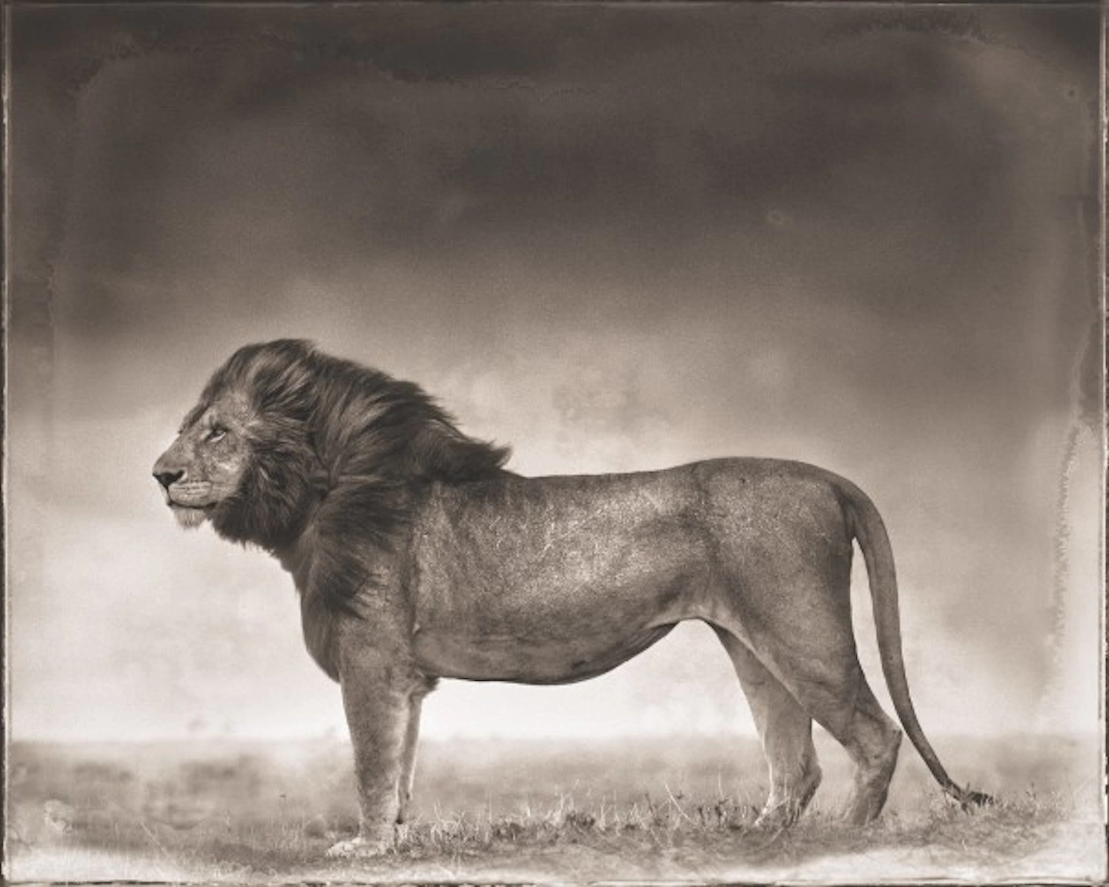 Nick Brandt - Portrait of Lion Standing in Wind, Maasai Mara