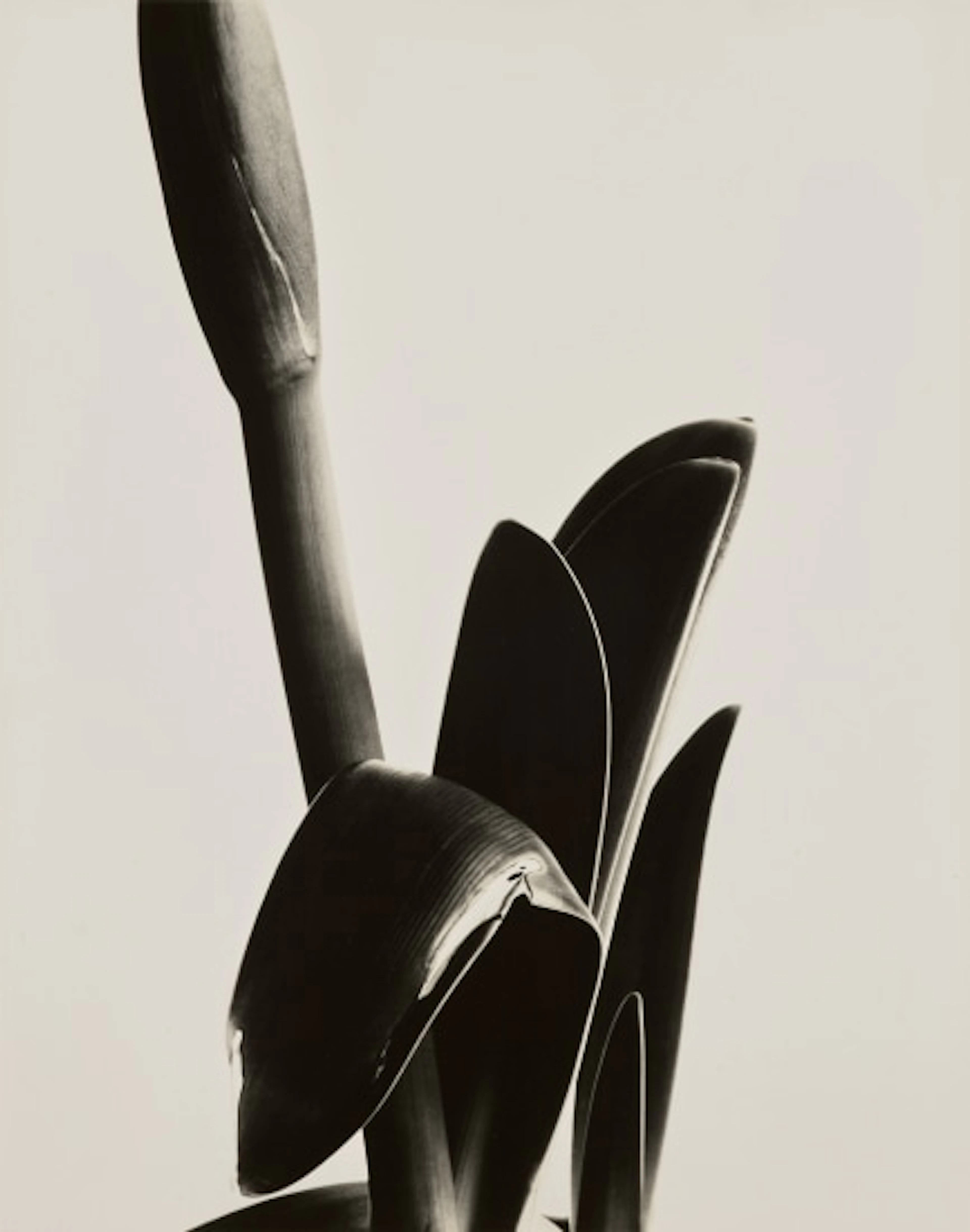 Imogen Cunningham - Amaryllis