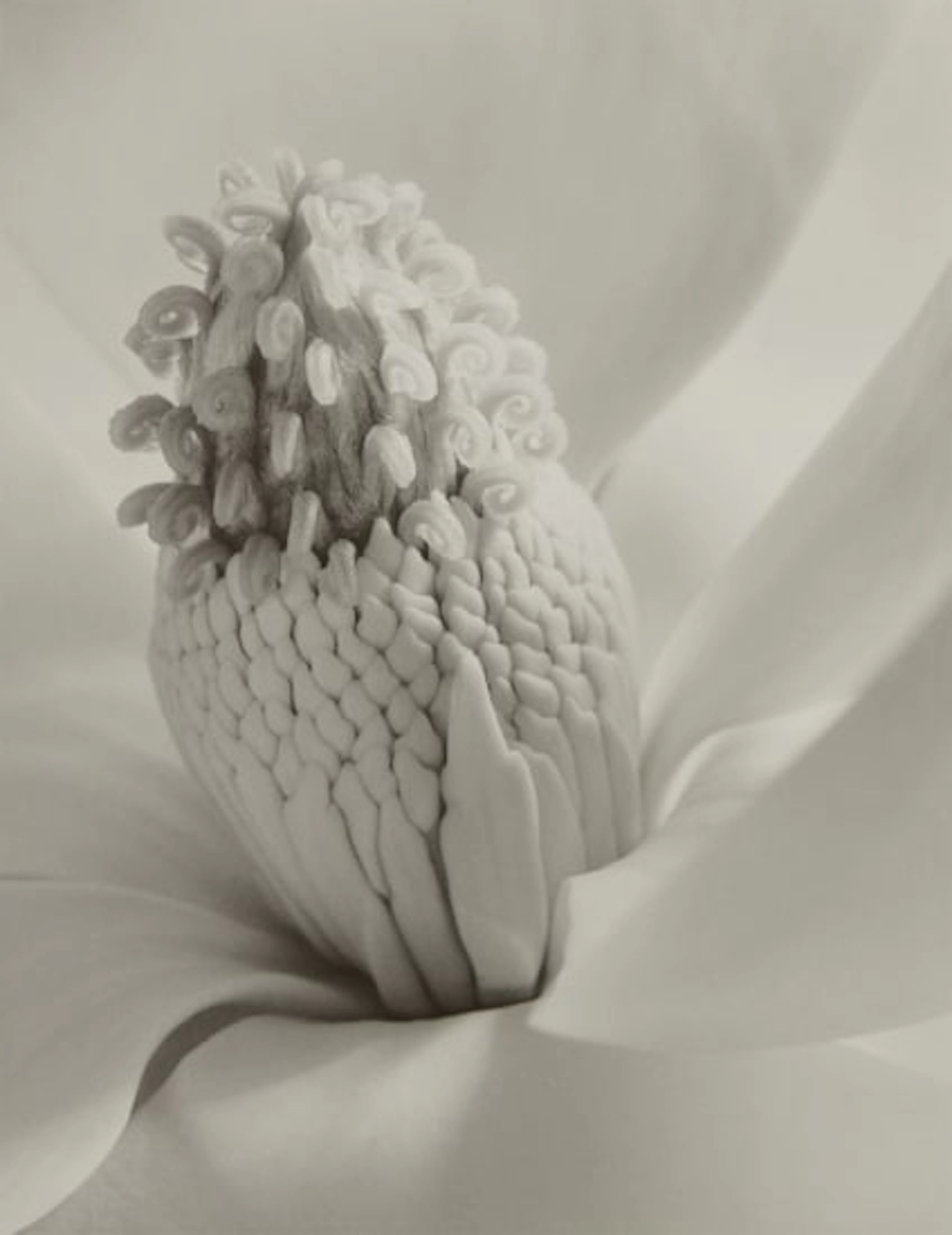 Imogen Cunningham - Tower of Jewels