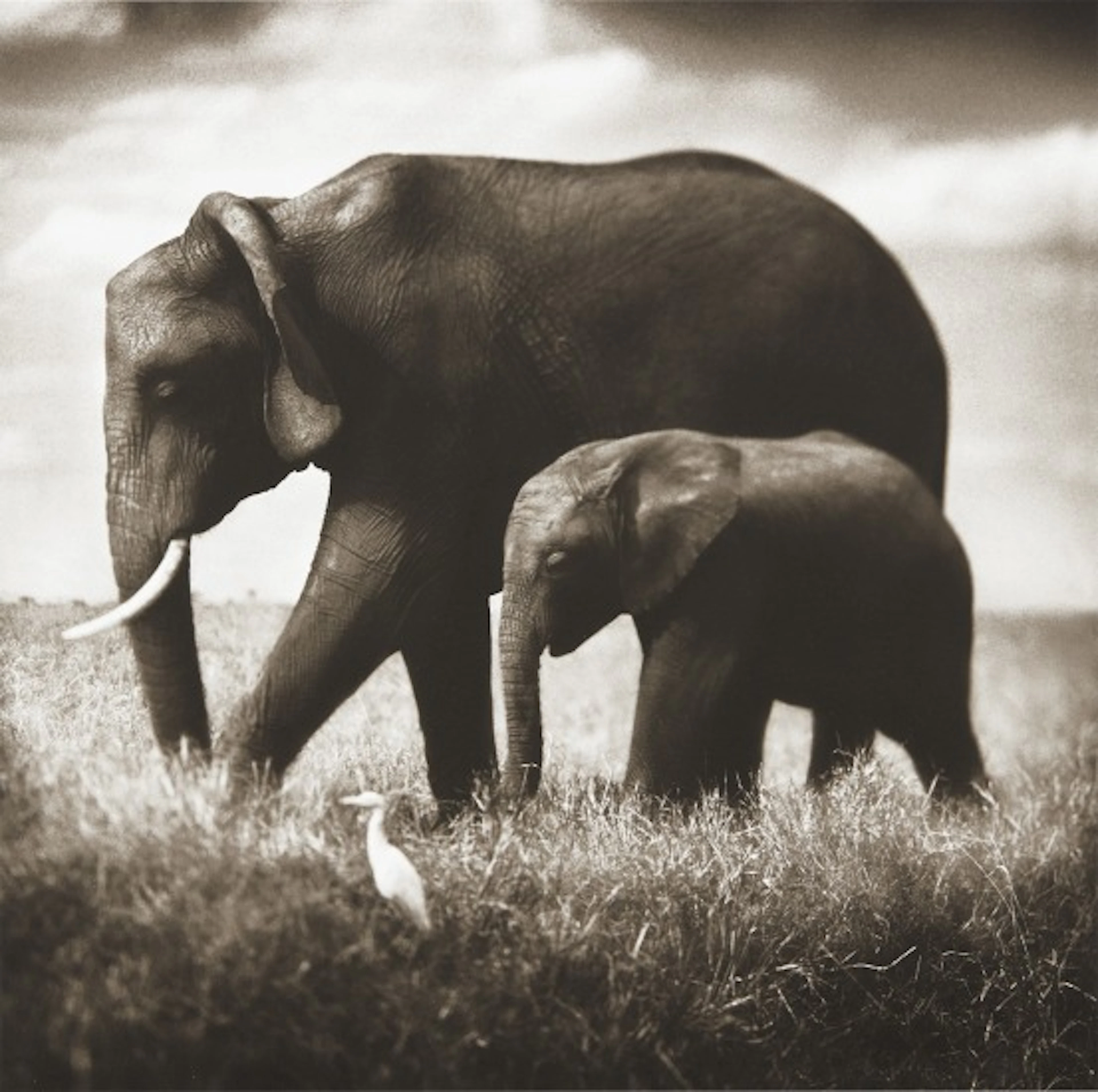 Nick Brandt - Elephant Mother and Baby Walking in Tandem, Maasai Mara