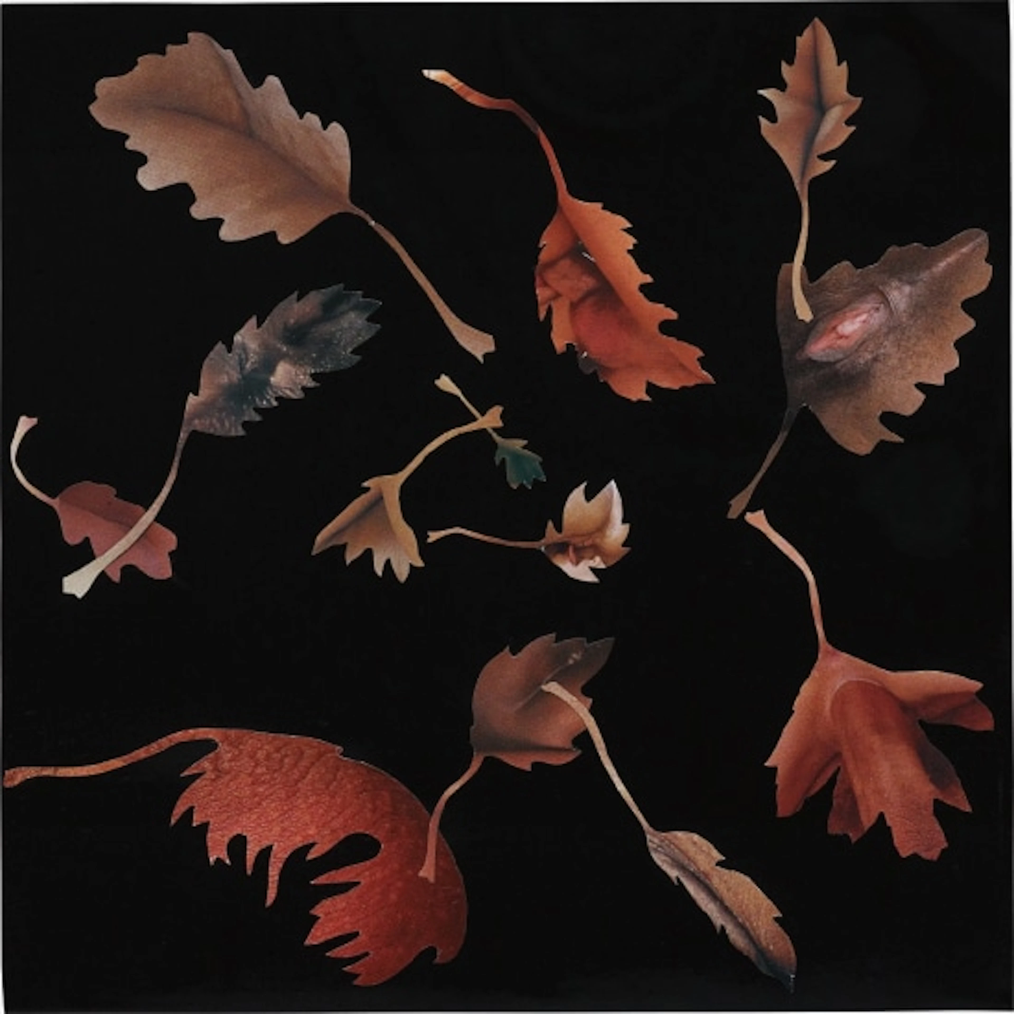 Leaf Study 20