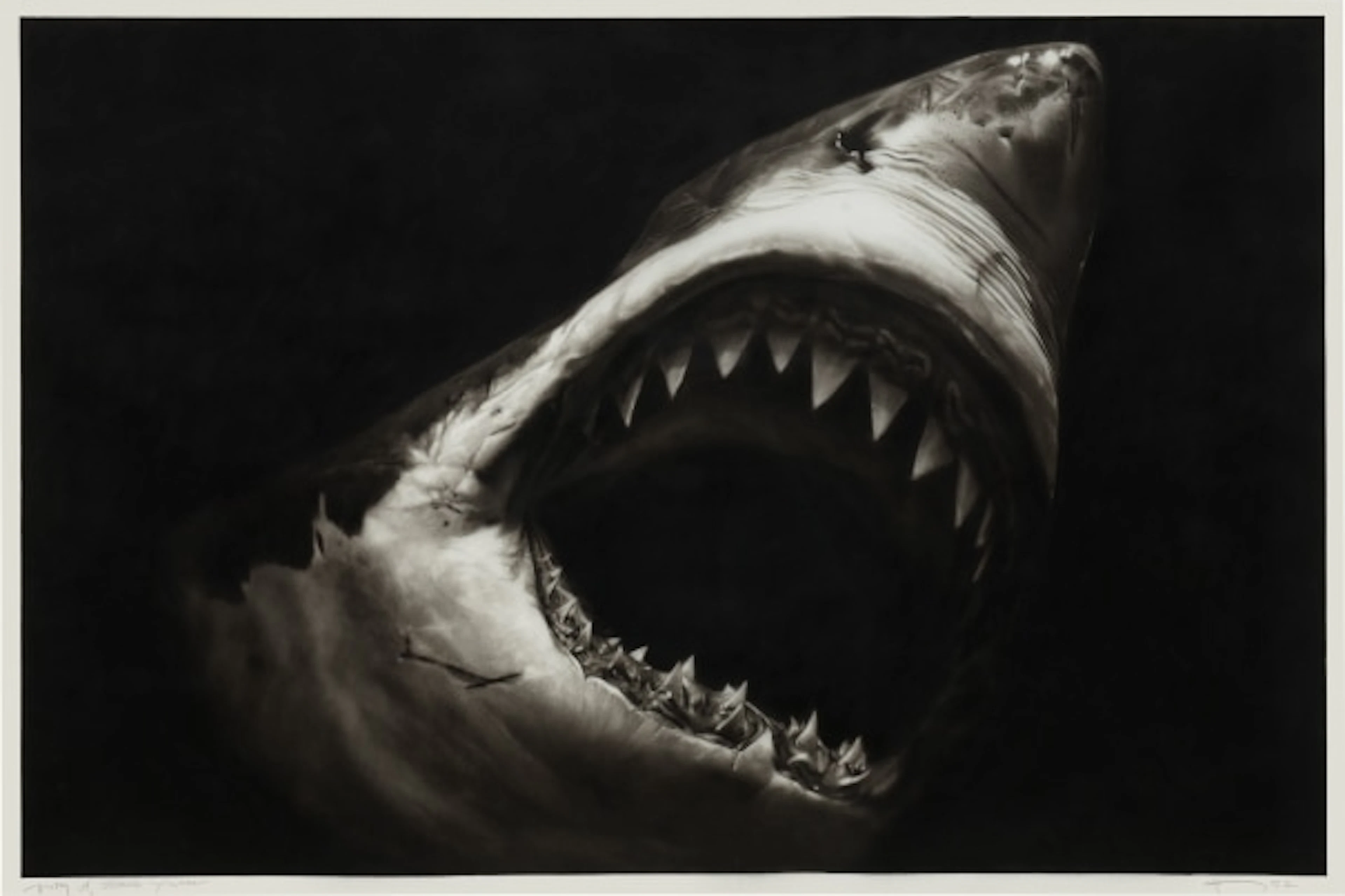 Robert Longo - Study of Shark with Sca