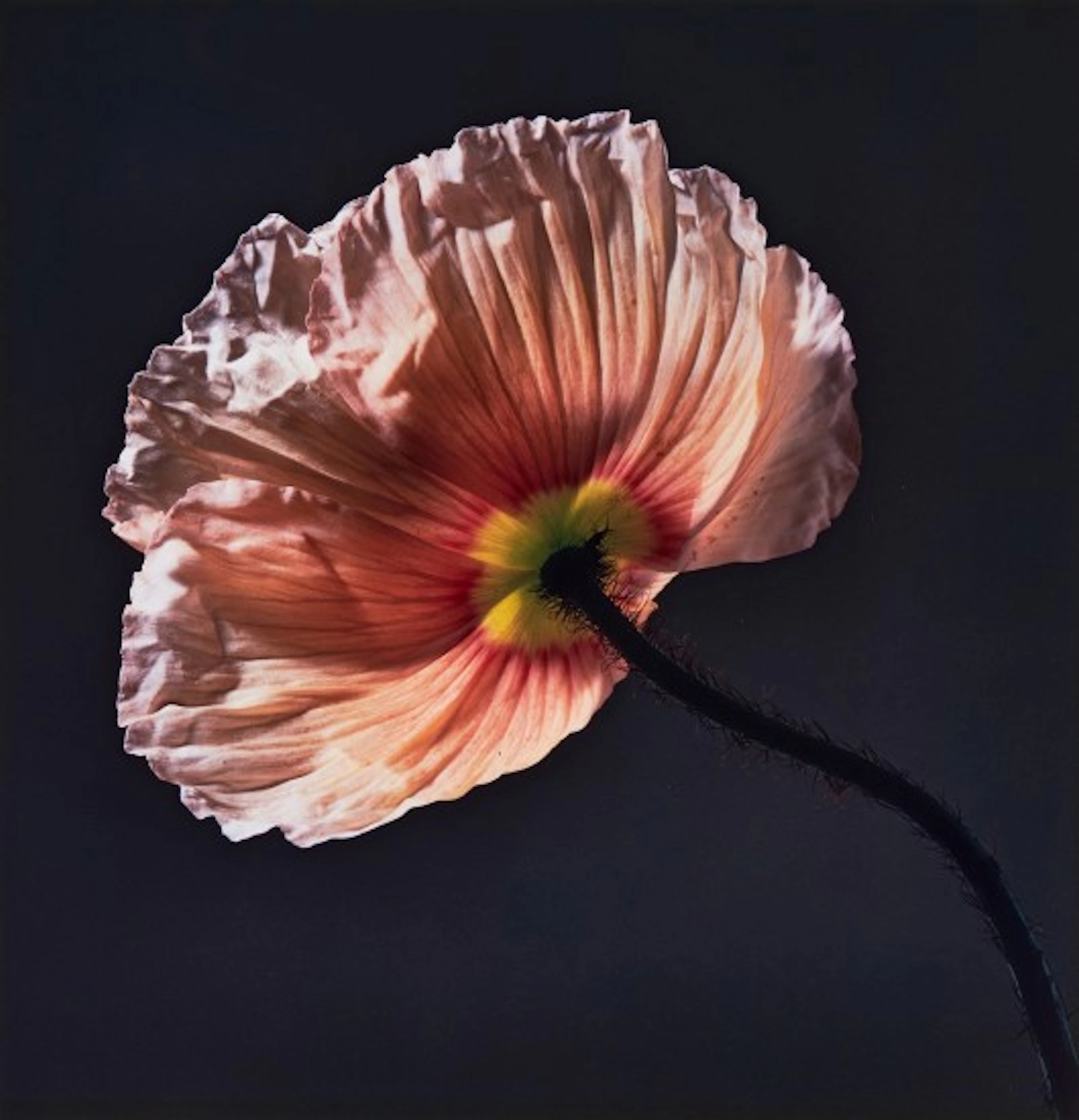 Robert Mapplethorpe - Poppy