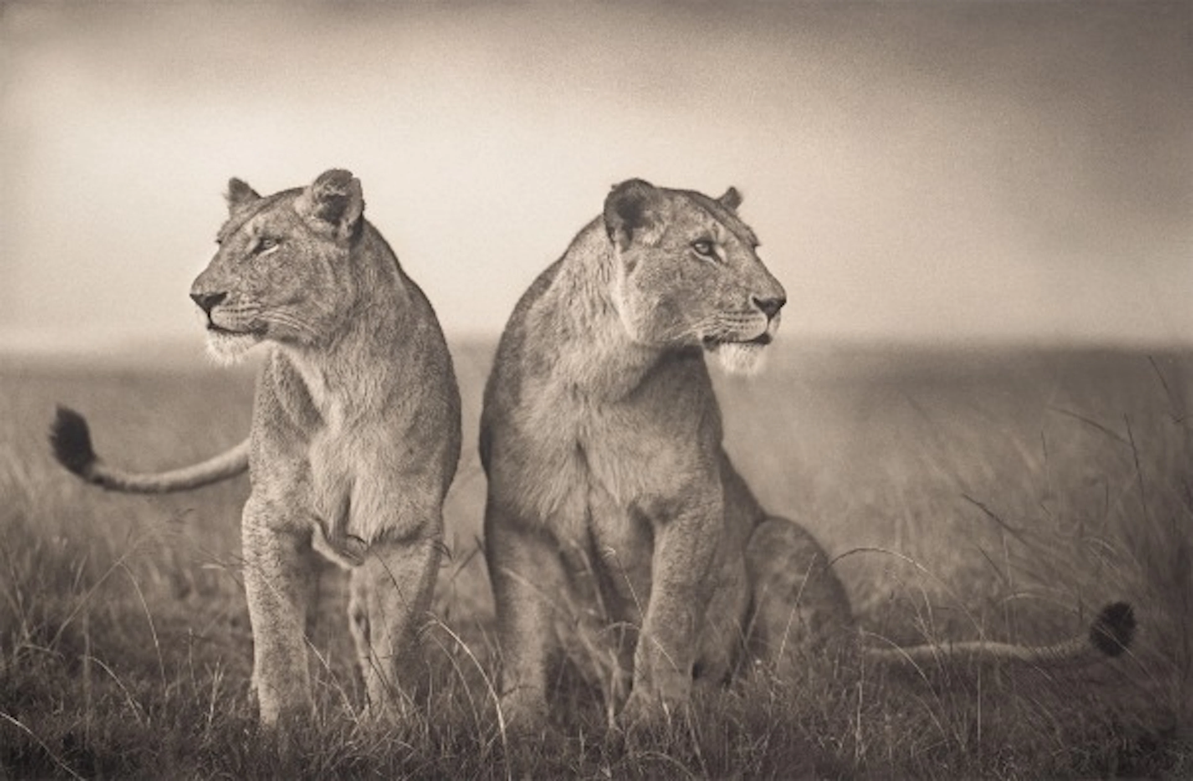 Nick Brandt - Lionesses Readying to Hunt, Maasai Mara